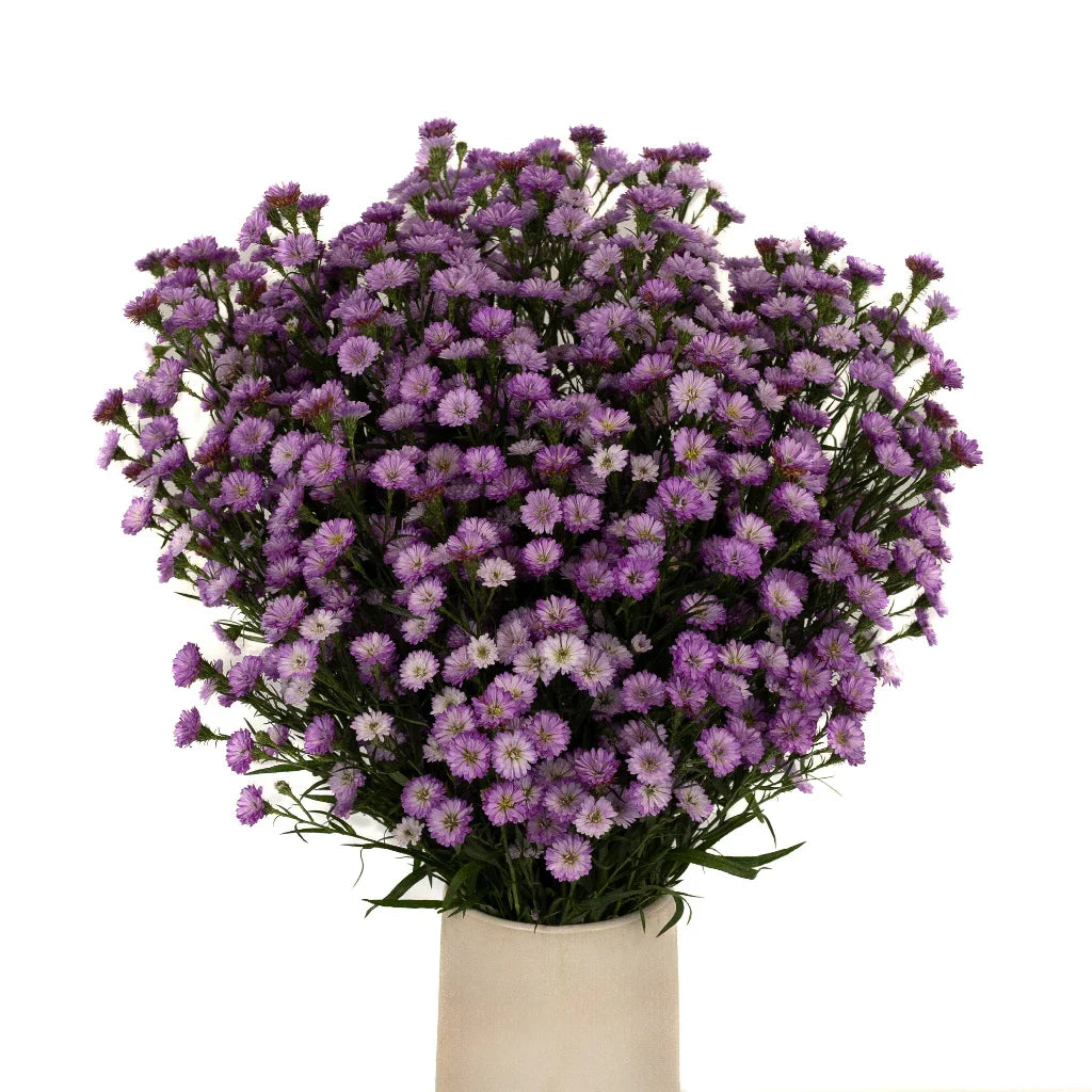 FiftyFlowers Petite Purple Blend Aster Flowers