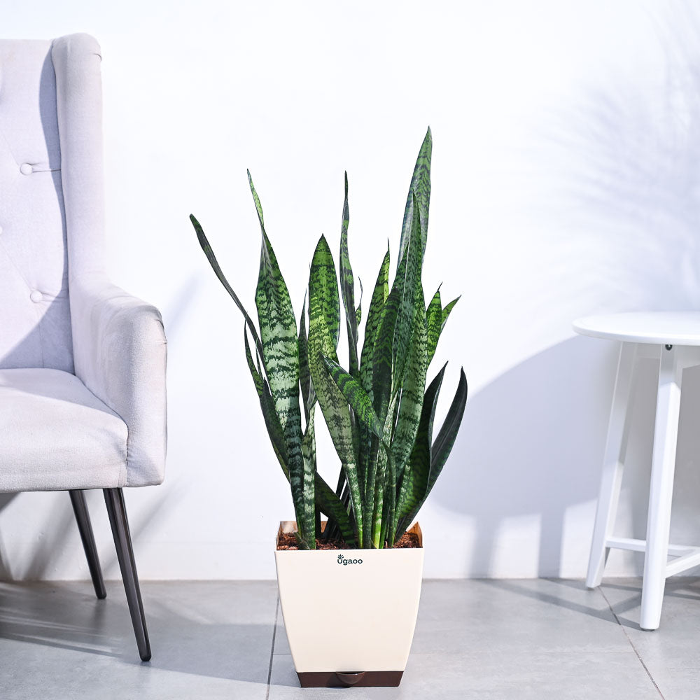 Ugaoo Sansevieria Zeylanica - XL