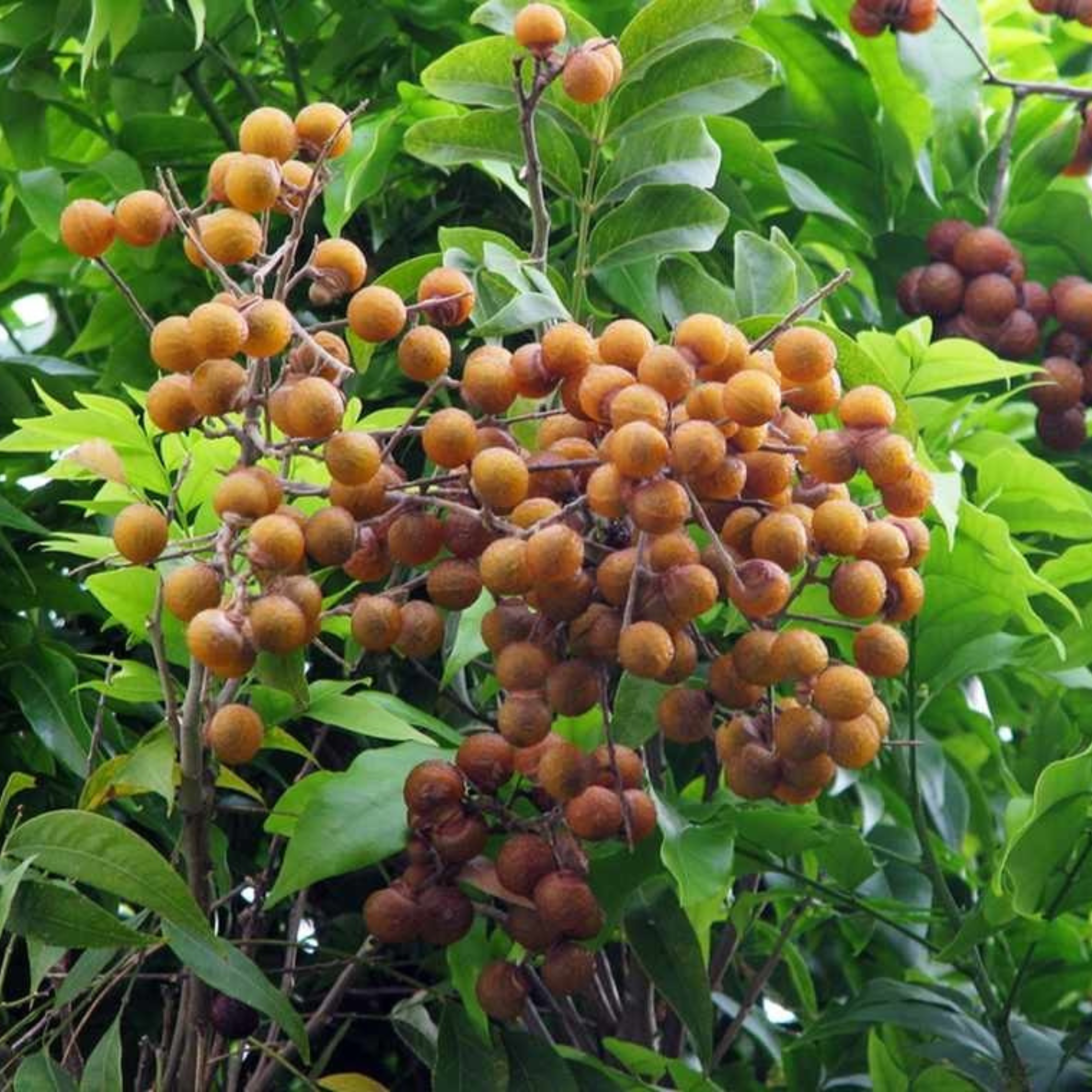 DZ Soapnut Tree (Sapindus mukorossi) Live Plant
