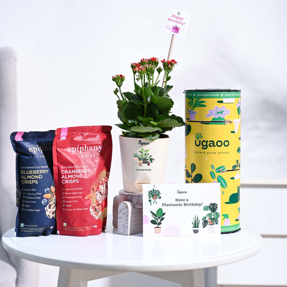 Ugaoo Kalanchoe - Red Birthday Gift Hamper
