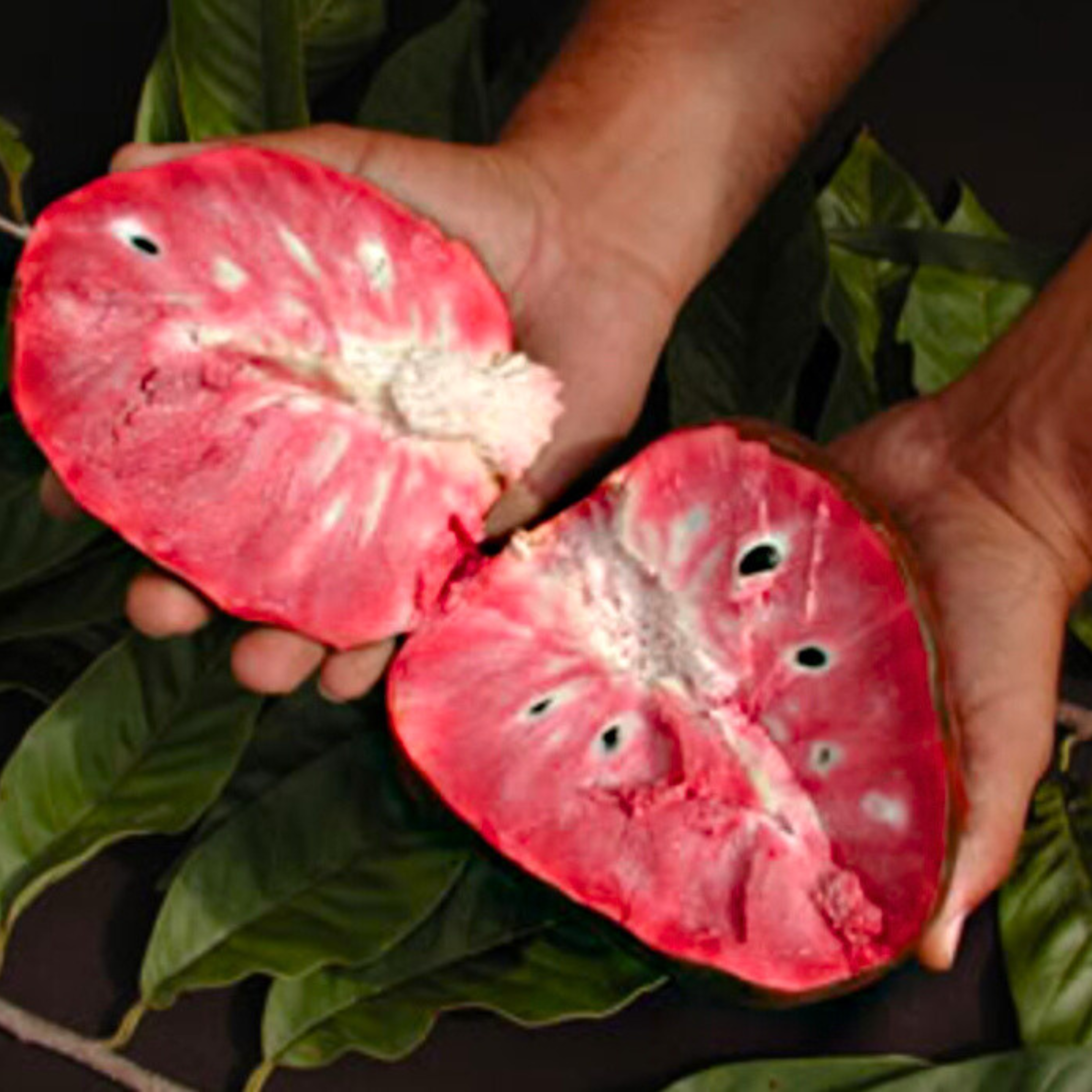 MR Tropical Red Cherimoya (Annona reticulata) Fruit Live Plant