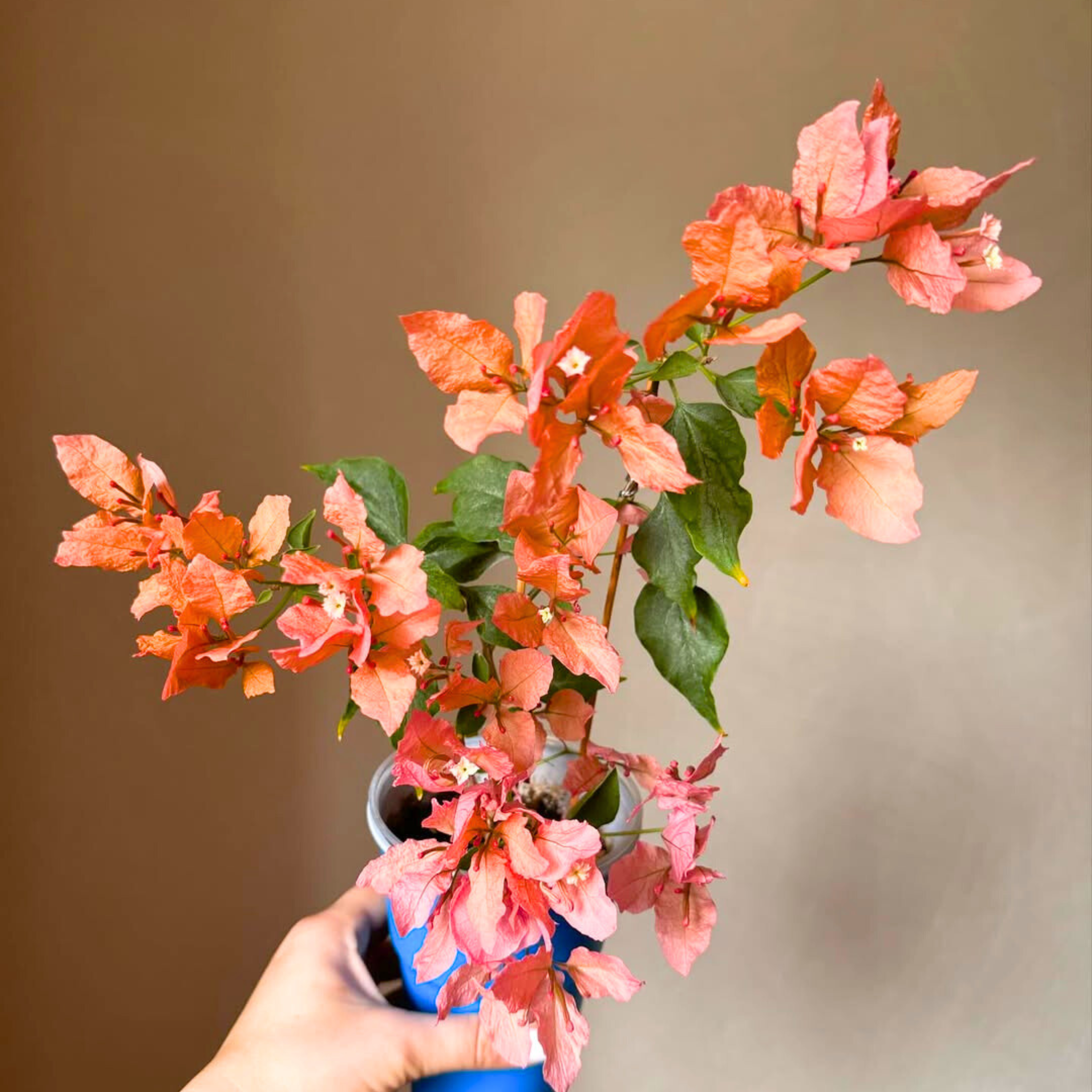 DZ Bougainvillea Butterfly Orange (Paper Flower) Rare Flowering Live Plant - view 3