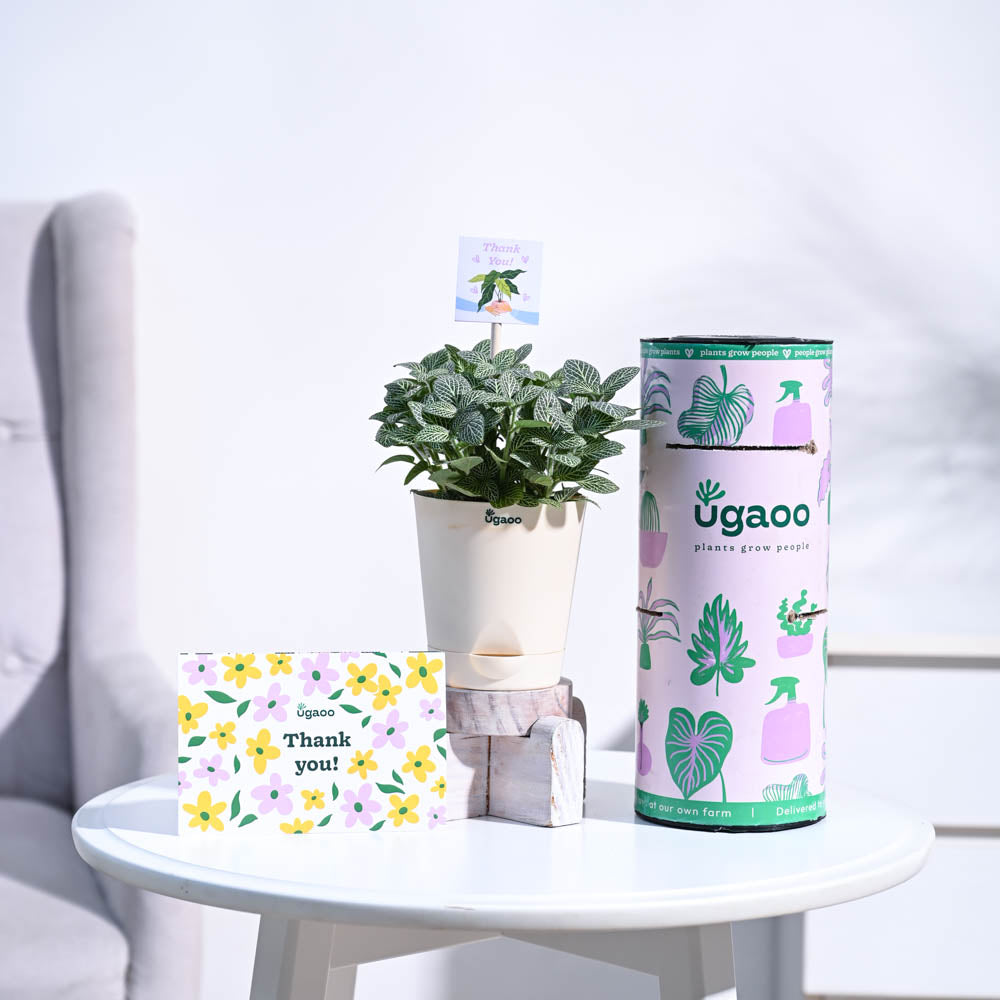 Ugaoo Fittonia Green Thank you Gift Hamper - view 4