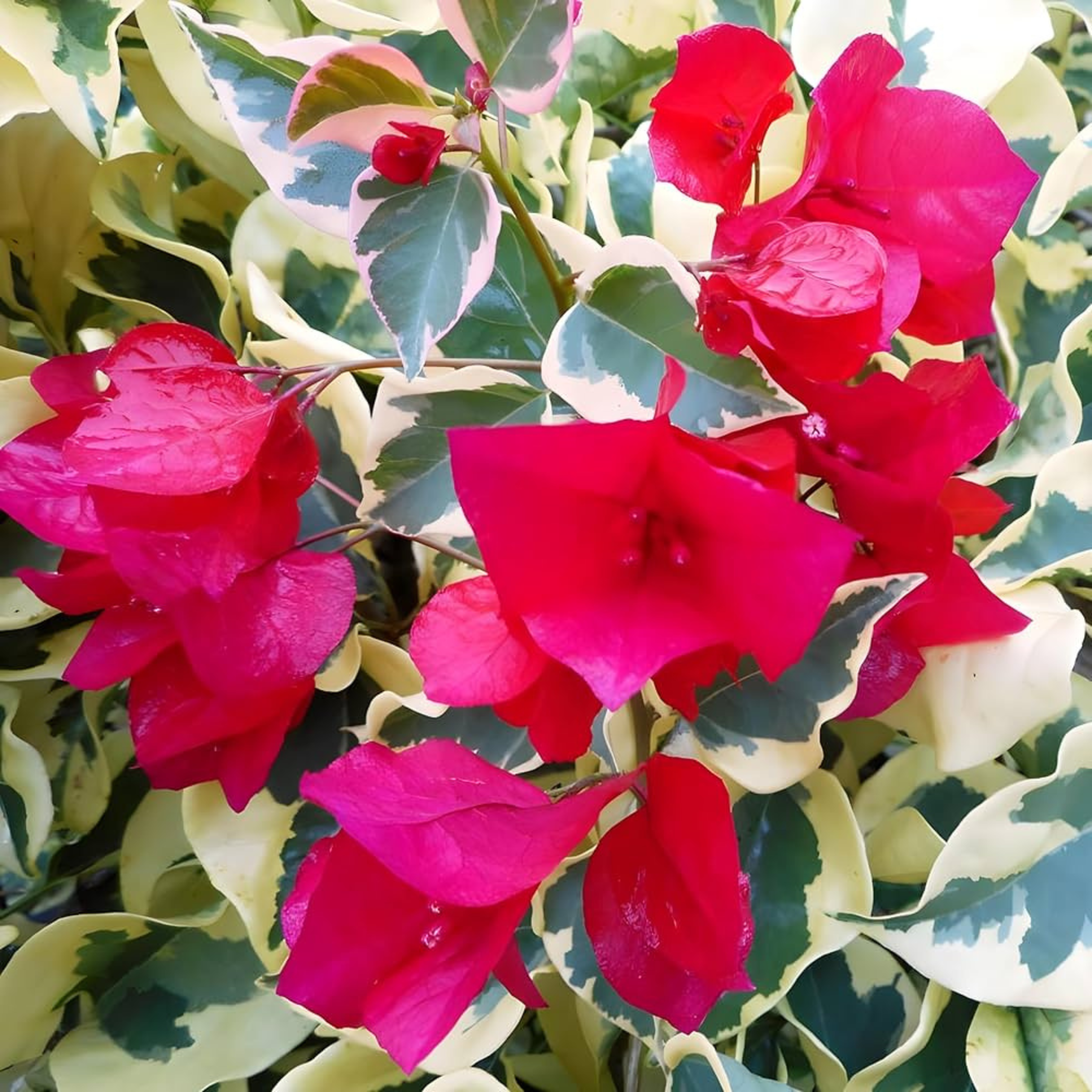 DZ Bougainvillea Variegated Dr.Rao (Paper Flower) Rare Flowering Live Plant - view 3