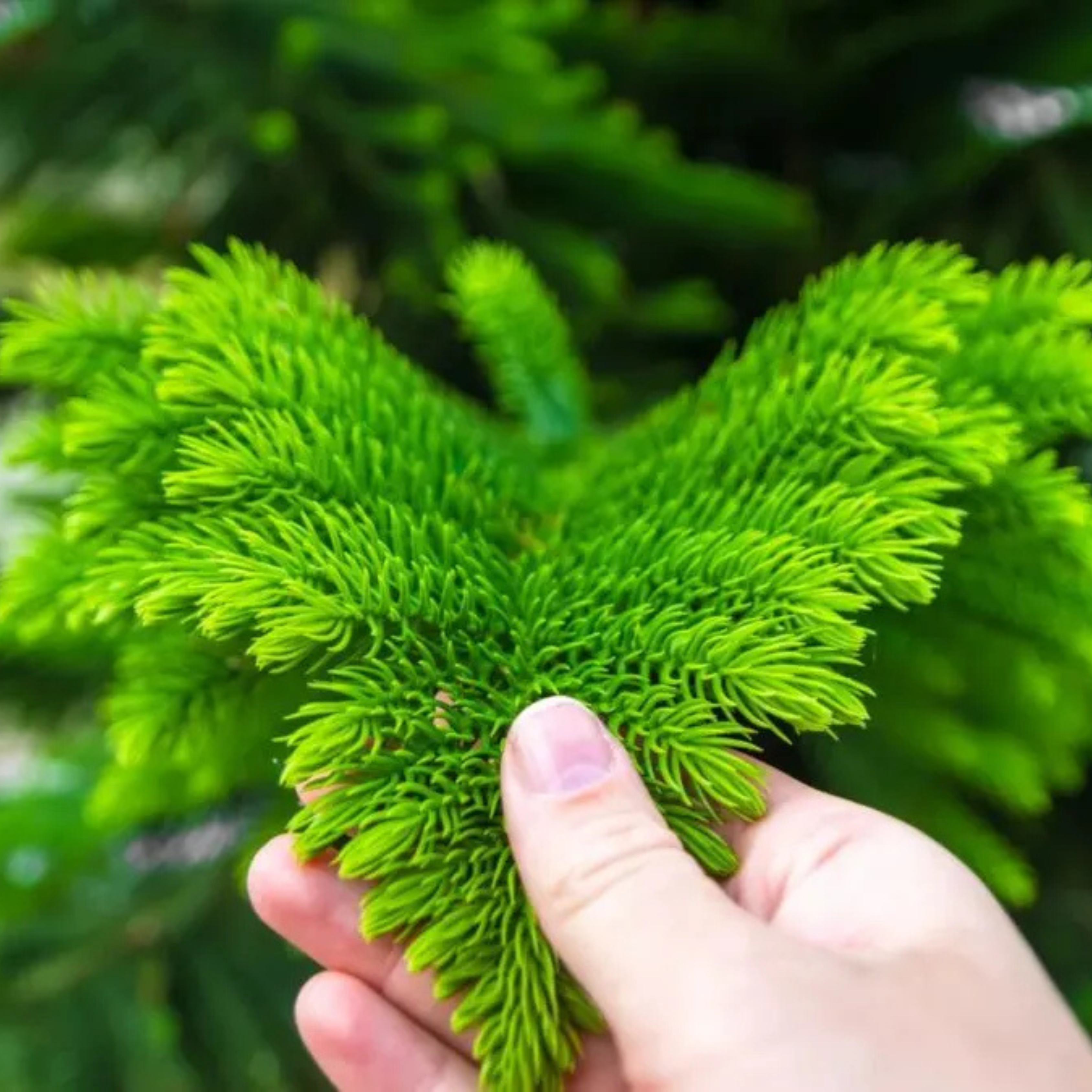 MR Christmas Tree (Araucaria columnaris) Ornamental Live Plant - view 2