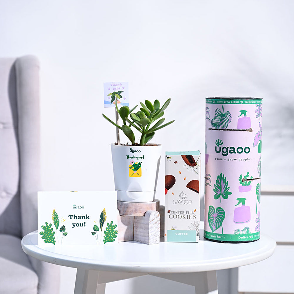 Ugaoo Crassula Ovata Thank you Gift Hamper