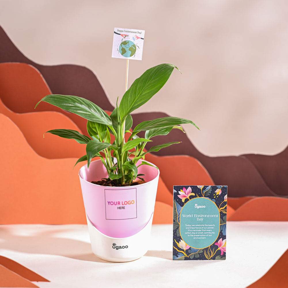 Ugaoo Peace Lily For Environment Day Gifting
