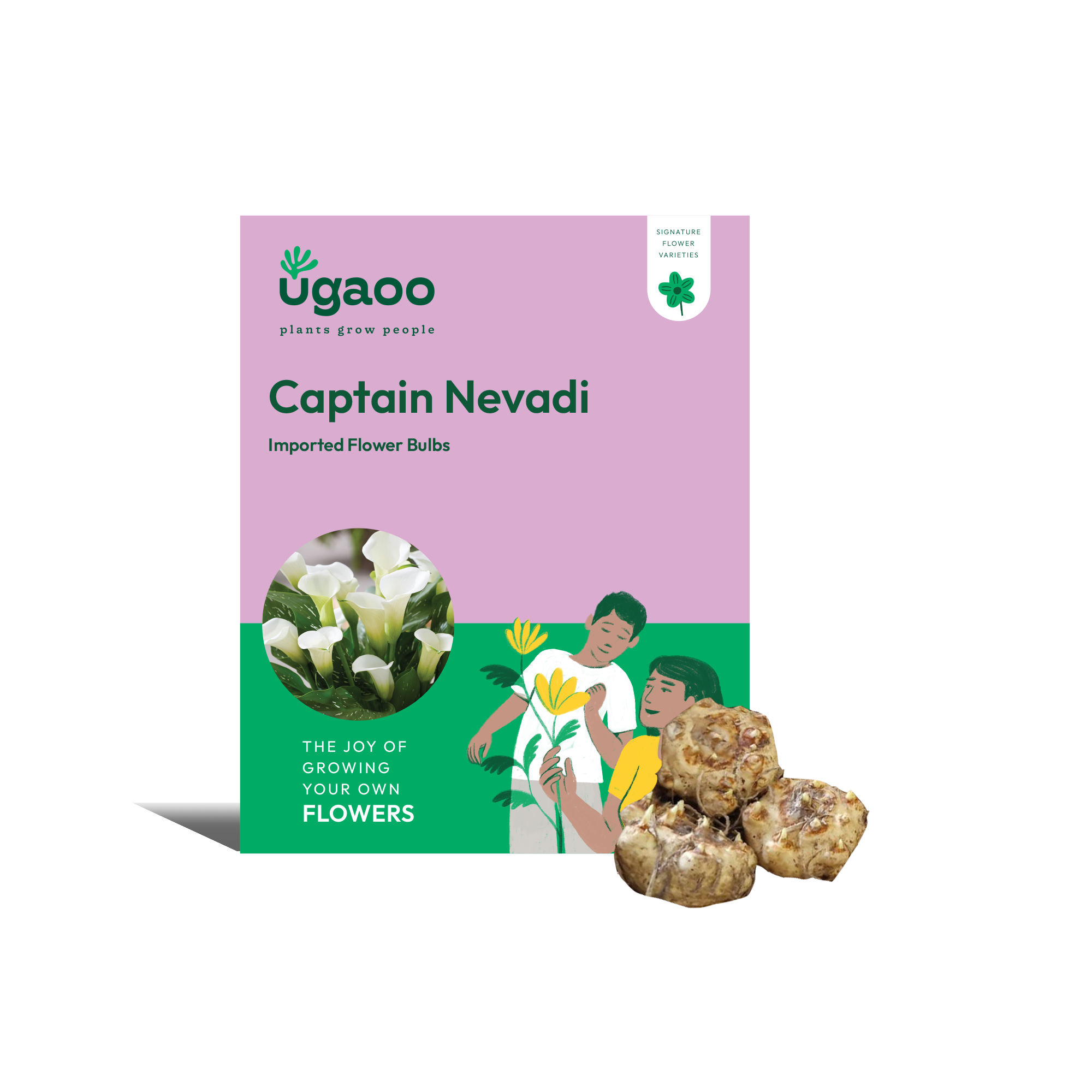 Ugaoo Calla Lily - Captain Nevadi Bulbs