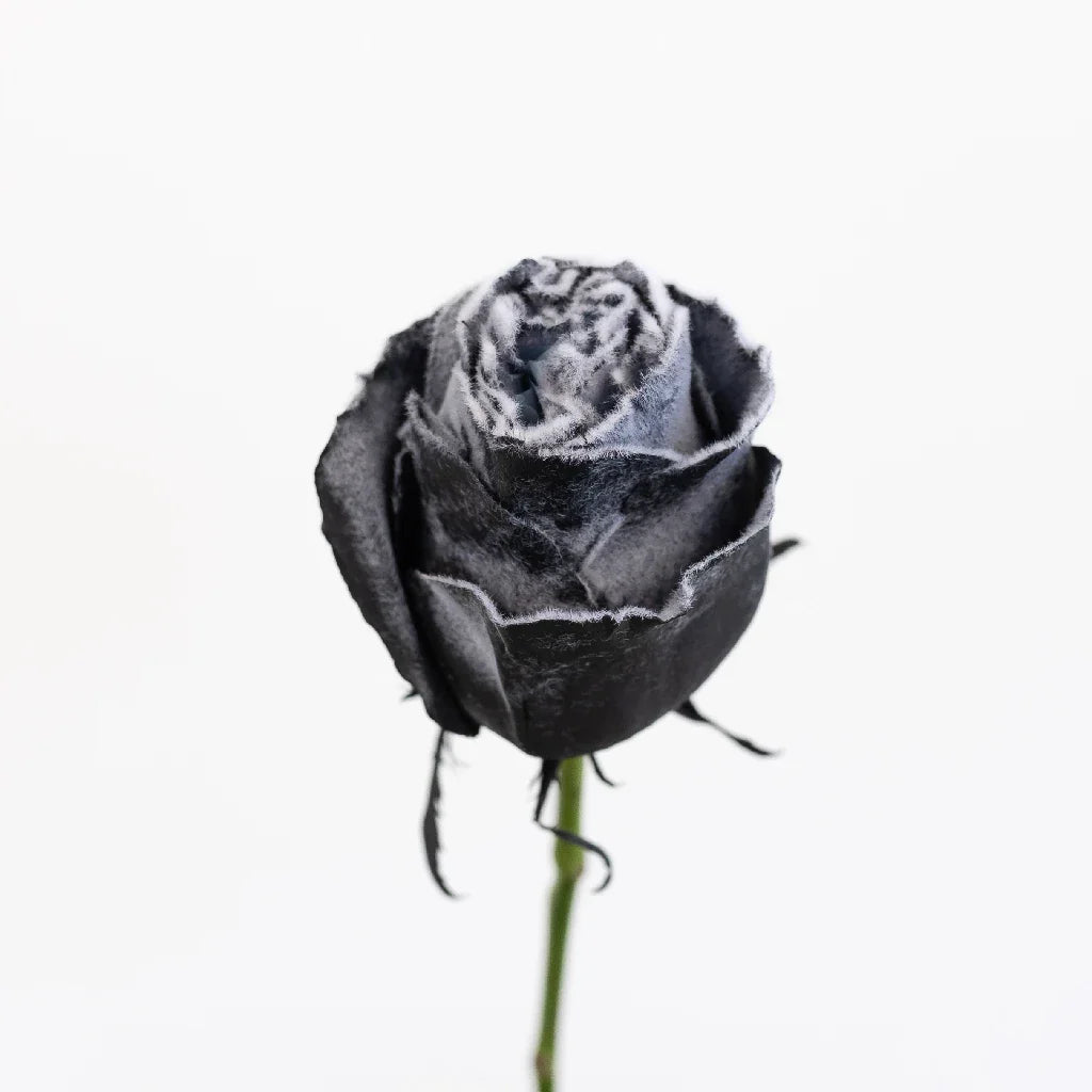 FiftyFlowers Tinted Black Fuzzy Roses - view 3