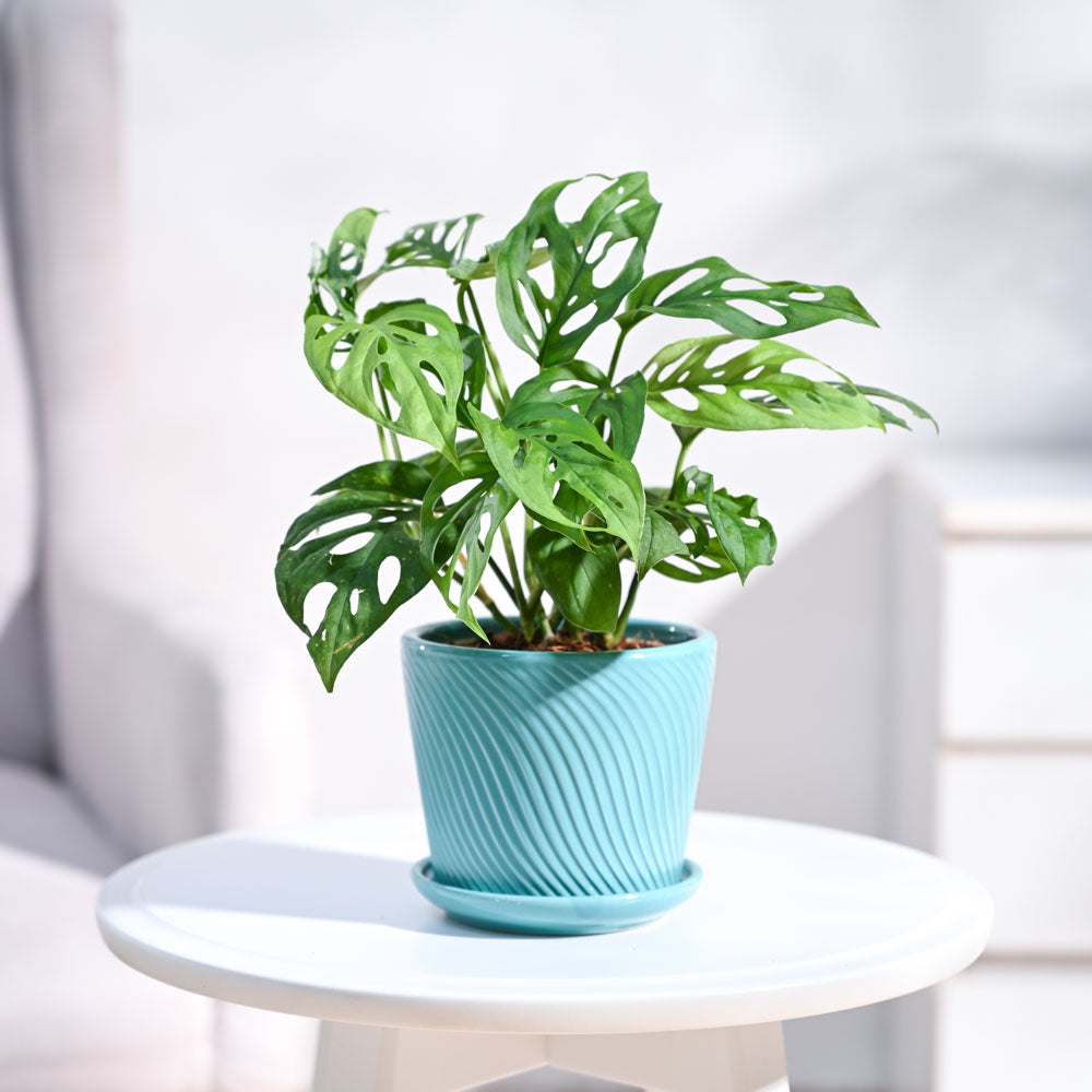 Ugaoo Broken Heart Plant - view 79
