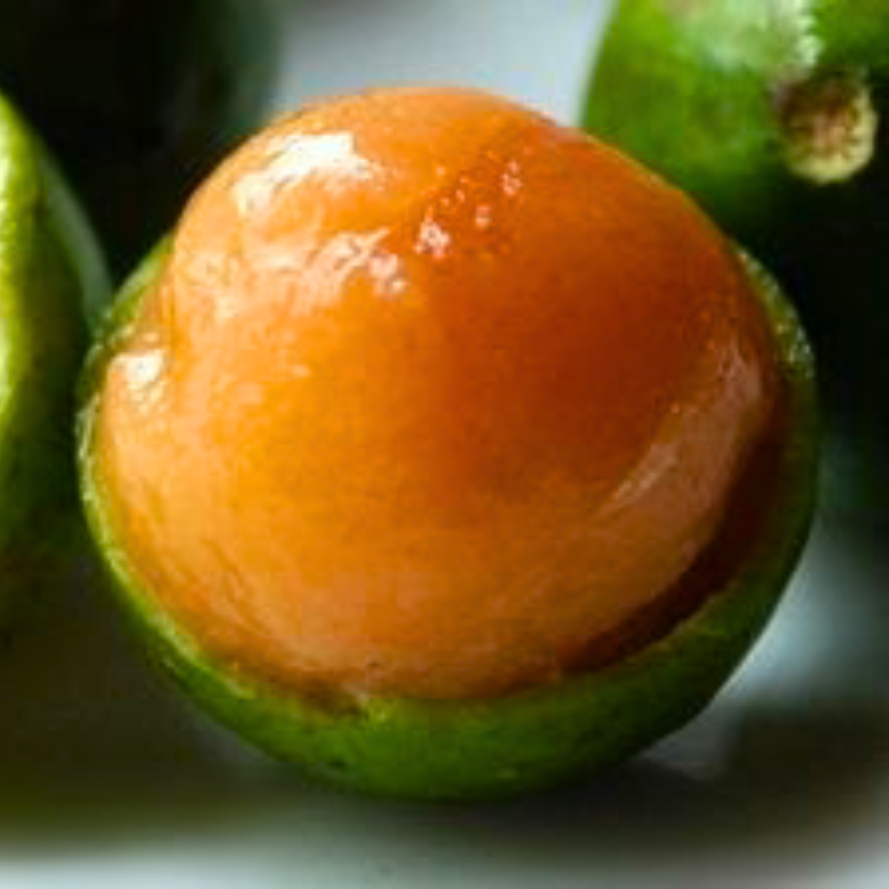 VL Guayas (Talisia Oliviformis) Fruit Live Plant - view 5