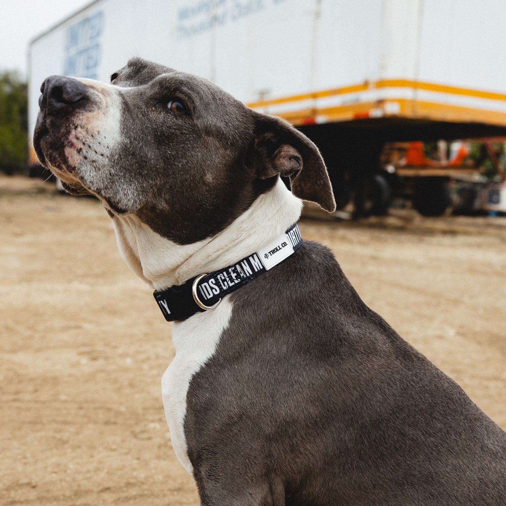 Radial DHCM Heavy Duty Dog Collar – Black - view 7
