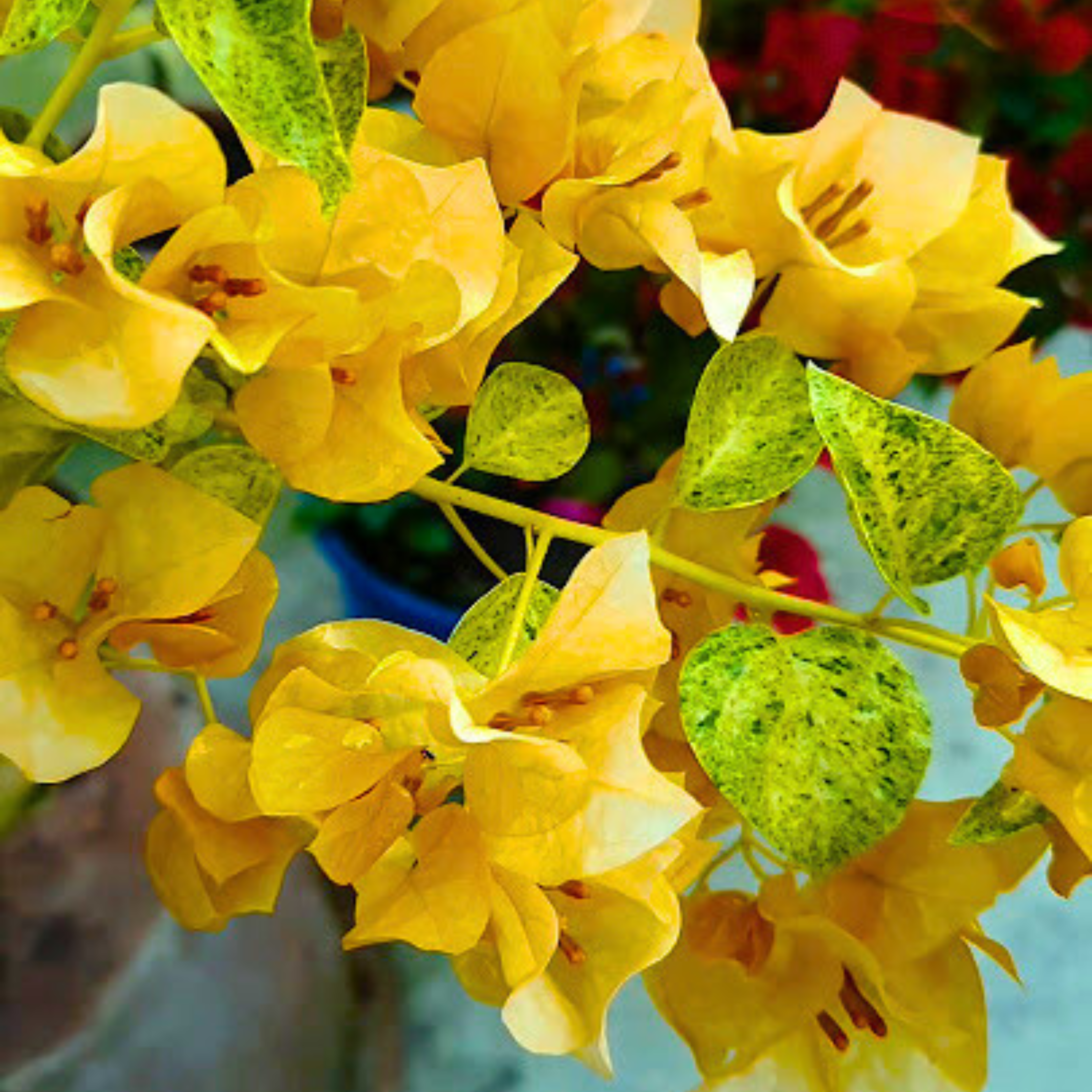 DZ Bougainvillea Yellow Diamond / Snow Yellow (Paper Flower) Rare Flowering Live Plant