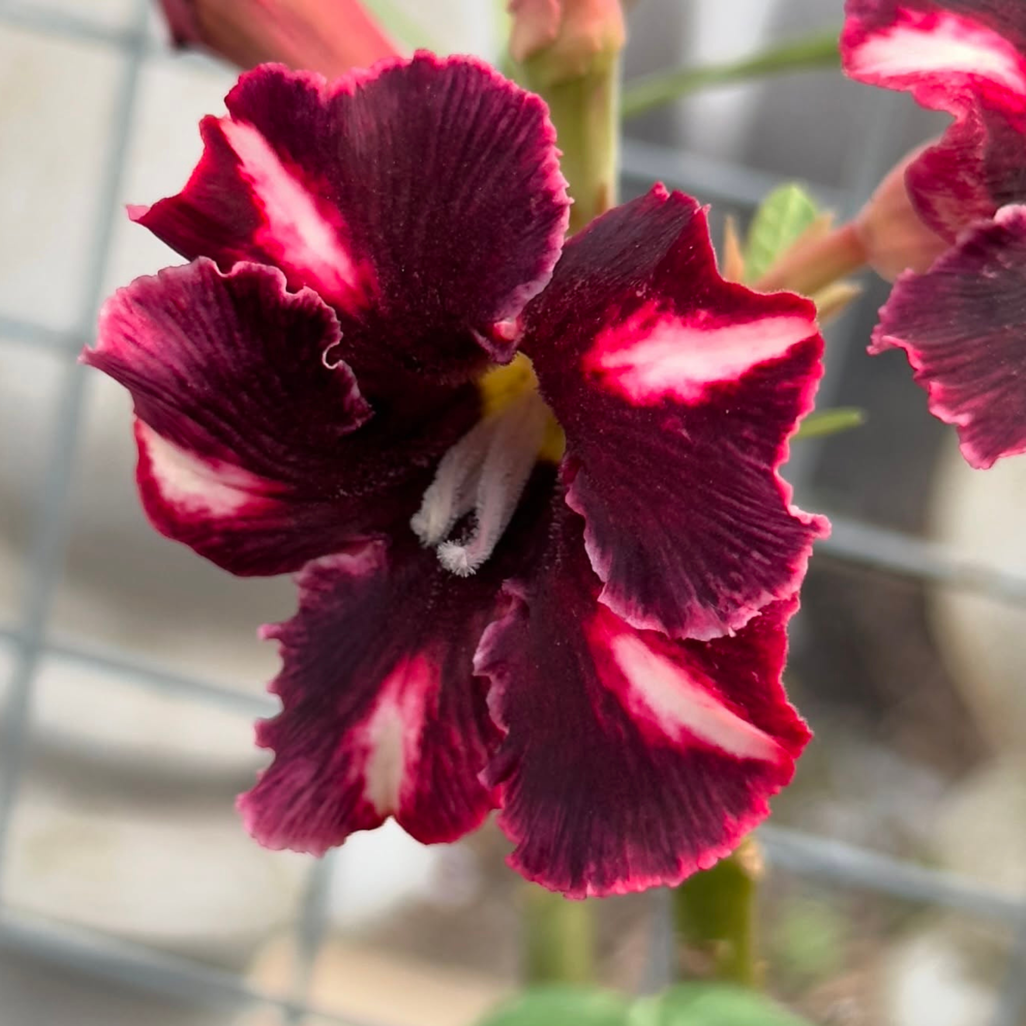DZ Adenium Coffee (Single Petal) Flowering Live Plant - view 2