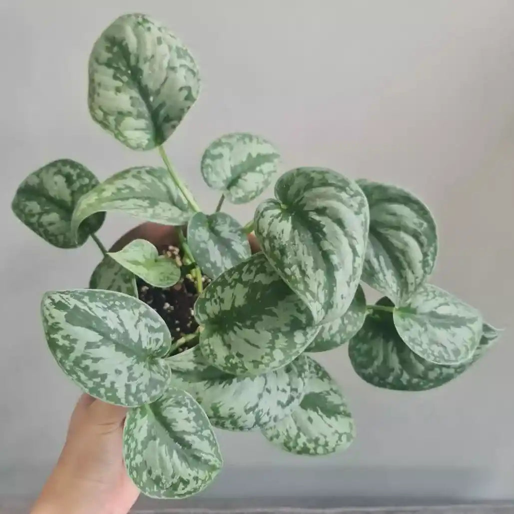 DZ Silver Pothos (Scindapsus pictus) Money Plant Indoor Live Plant - view 5