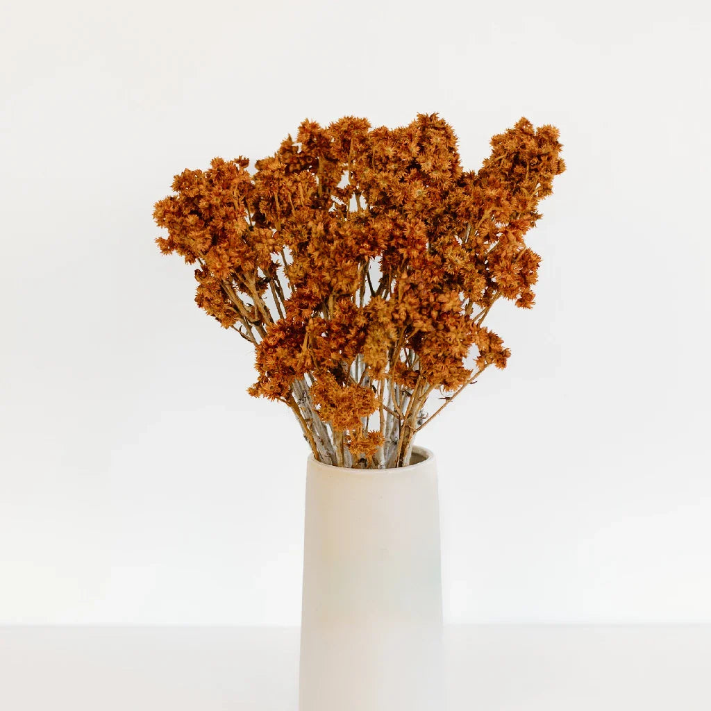 FiftyFlowers Rust Brown Dried Andean Asters