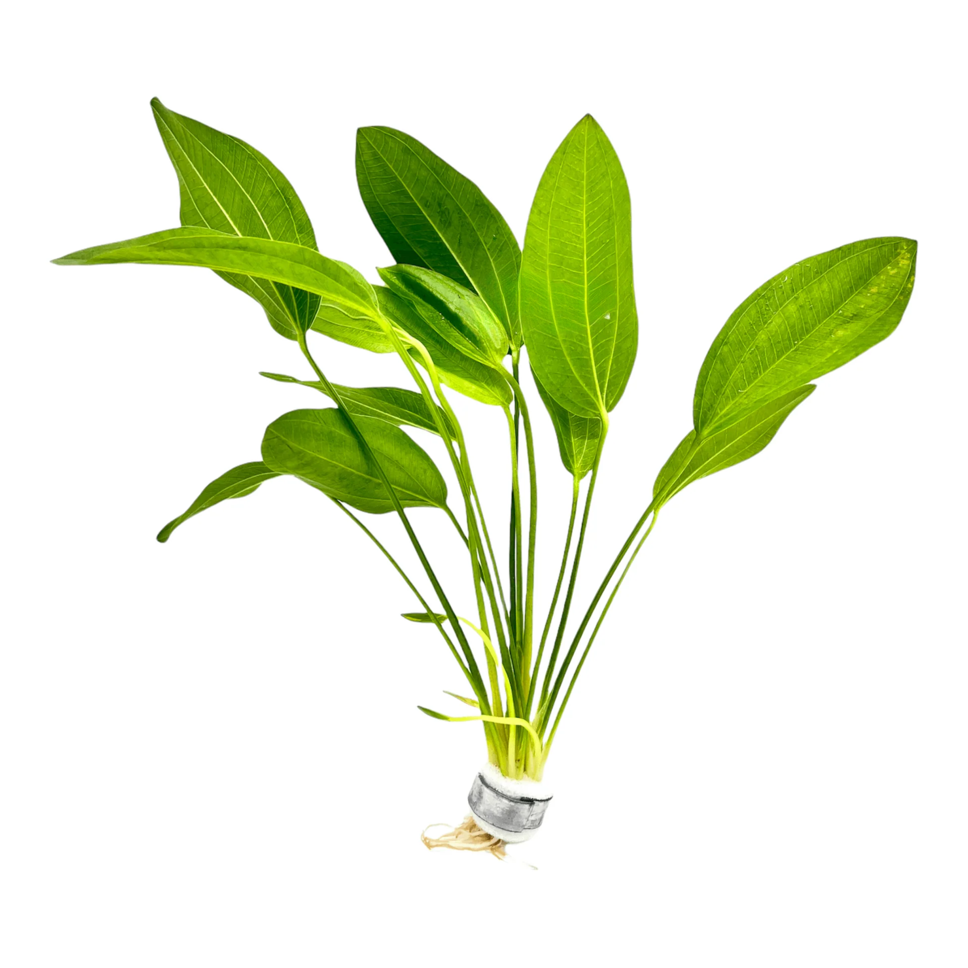 MRWP Argentine Sword Plant (Echinodorus argentinensis) Aquarium Live Plant - view 2