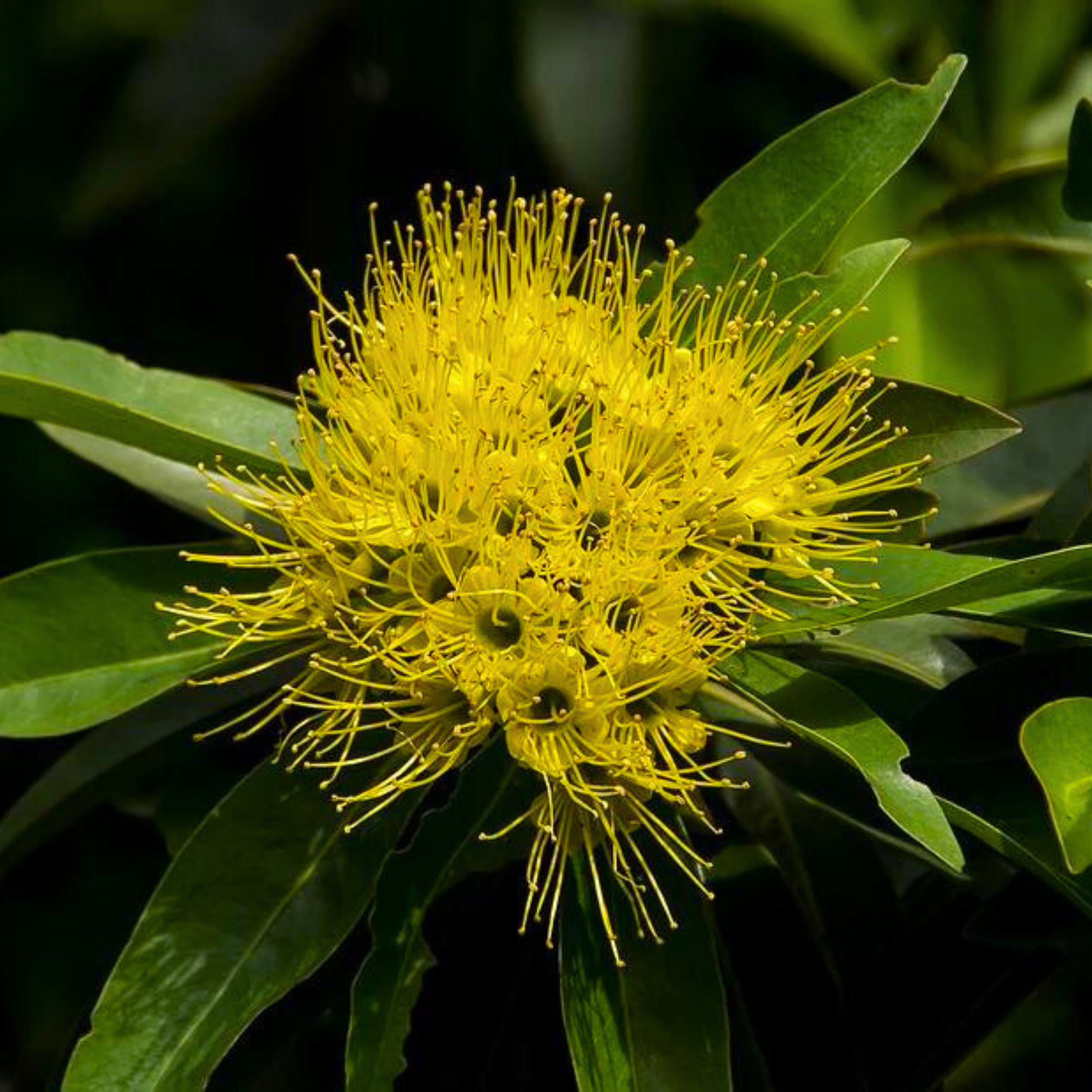 DZ Golden Penda / Rosida Yellow (Xanthostemon chrysanthus) Flowering Live Plant - view 4