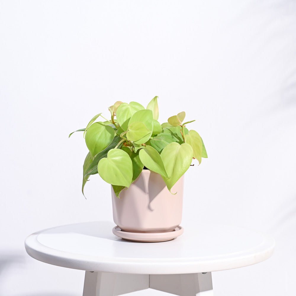 Ugaoo Diamond Ceramic Pot