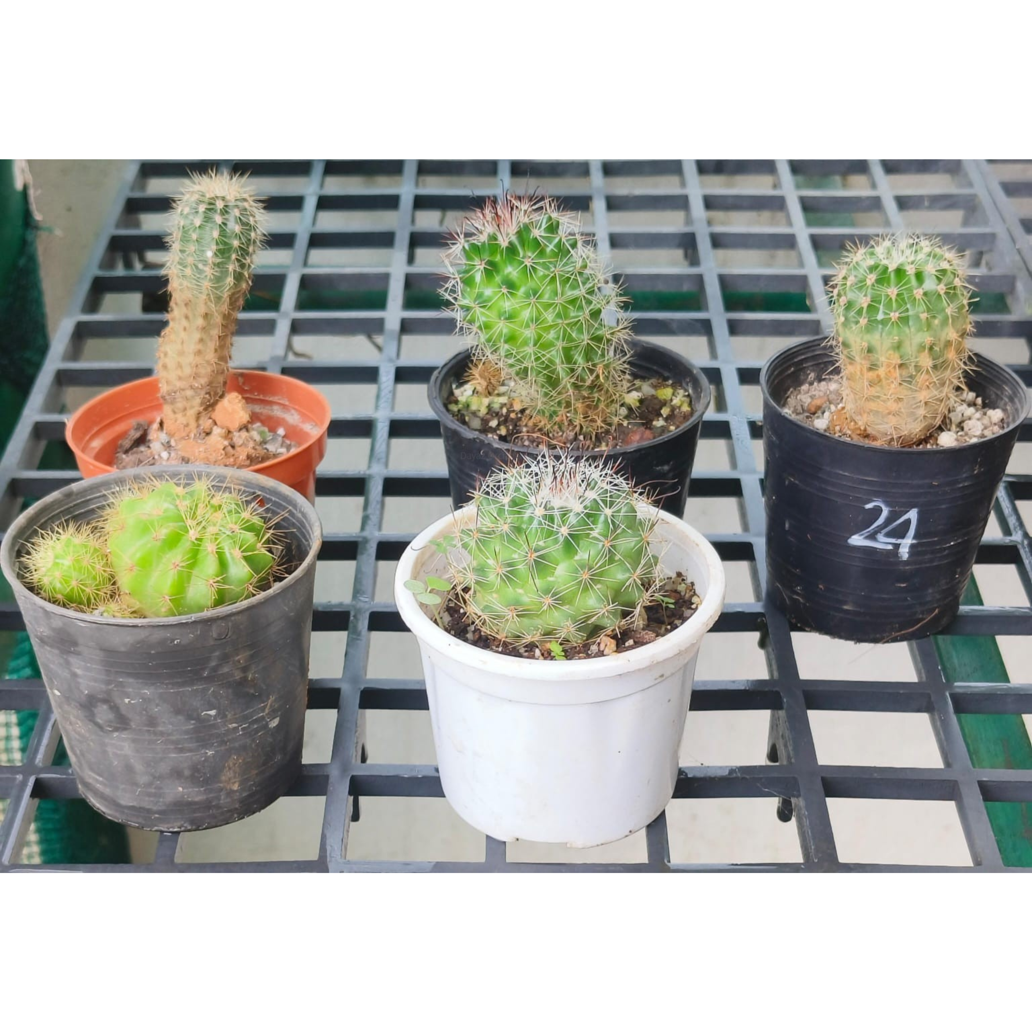 DZ Cactus Live Plant (5 Plants) Combo