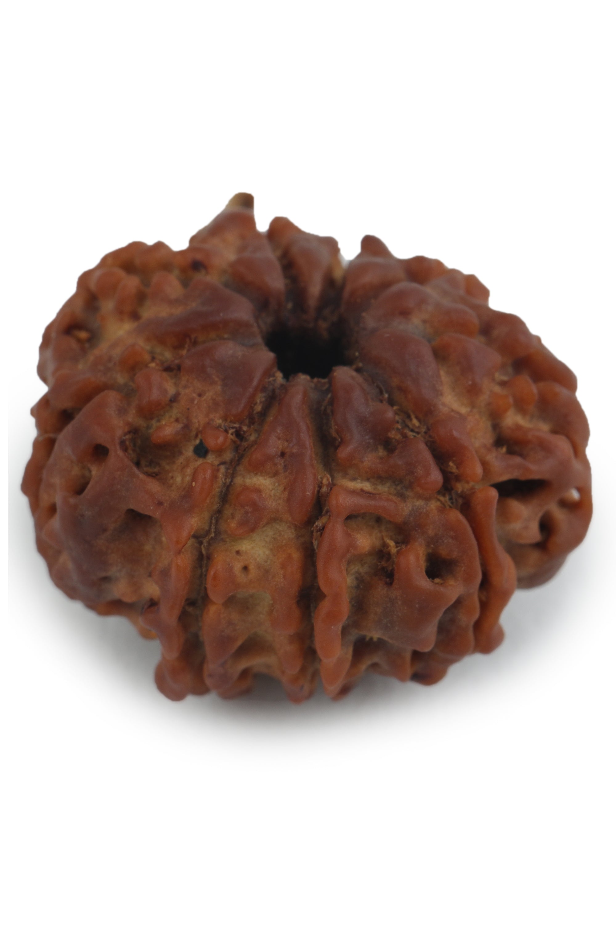 Studio Vaidik 8 mukhi Natural Rudraksha - view 3