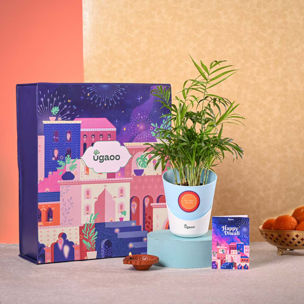 Ugaoo Bamboo Palm Plant & Phool Diwali Gift Hamper - view 2