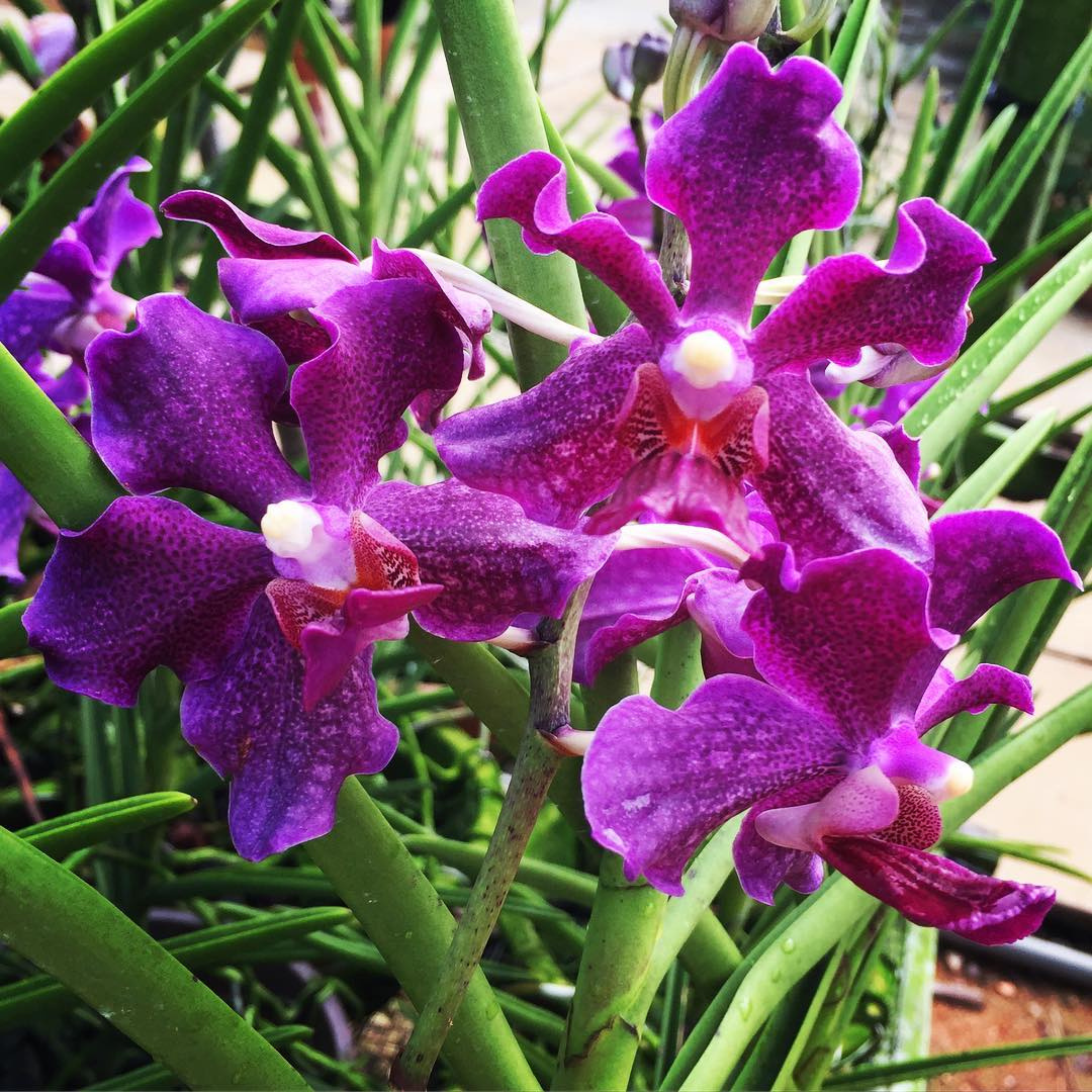 DZ Papilionanda Chao Praya Violet