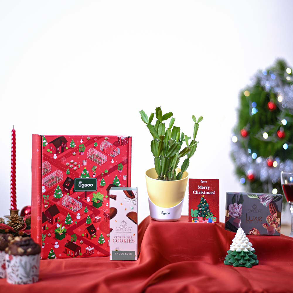 Ugaoo Christmas Cactus Plant Christmas Gift Hamper