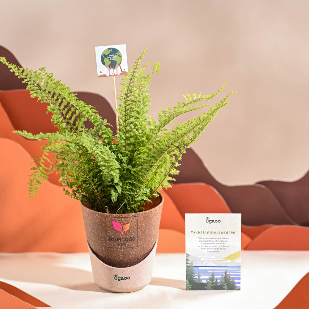 Ugaoo Fern Morpankhi For Environment Day Gifting