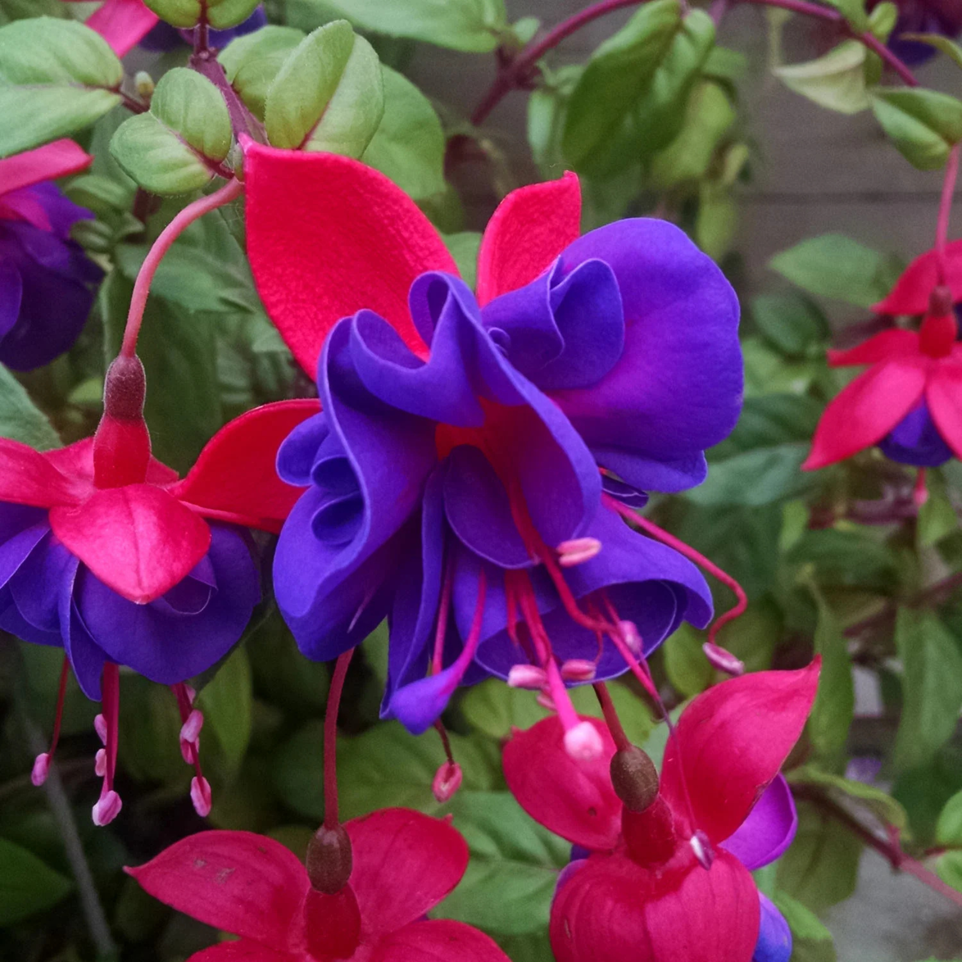 MR Fuchsia Purple (Fuchsia magellanica) Rare All Time Flowering Live Plant - view 5