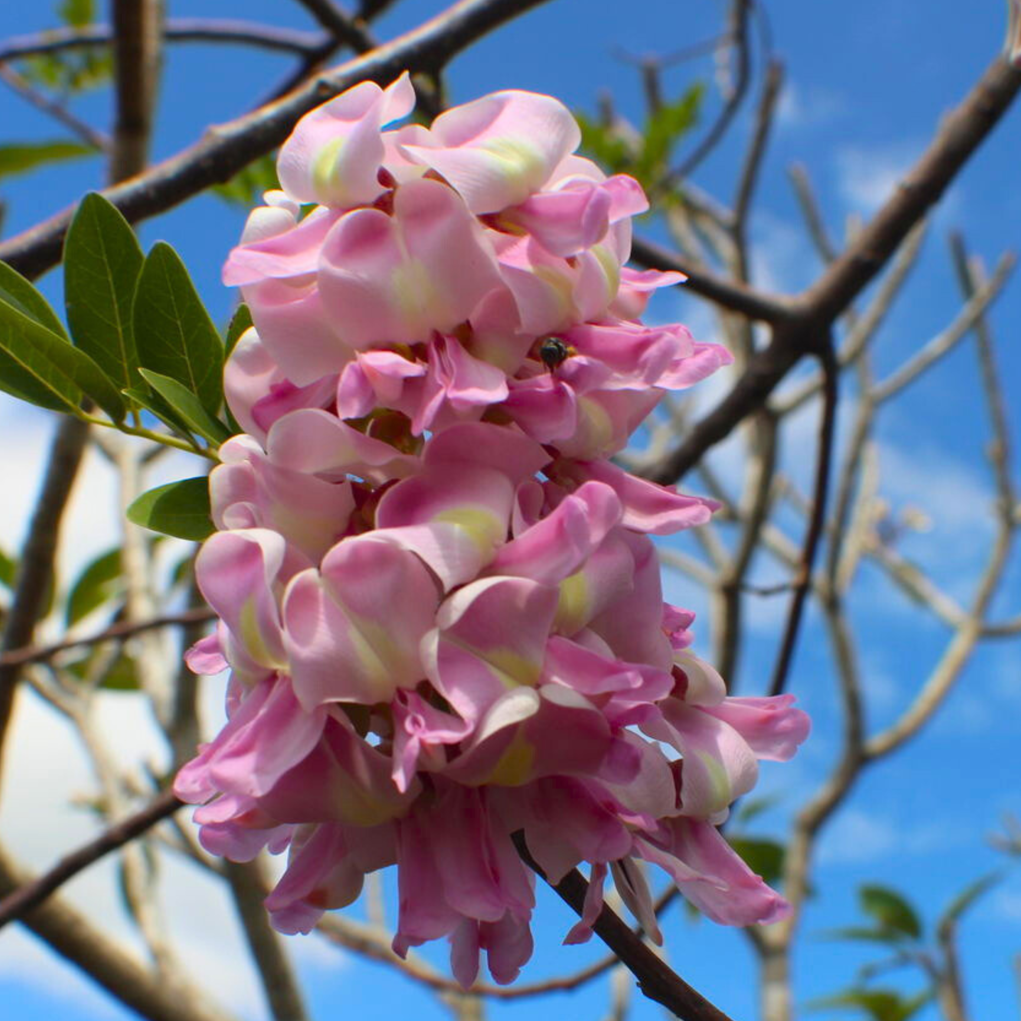 MR Mexican Lilac (Gliricidia sepium) Rare All Time Flowering Live Plant - view 3