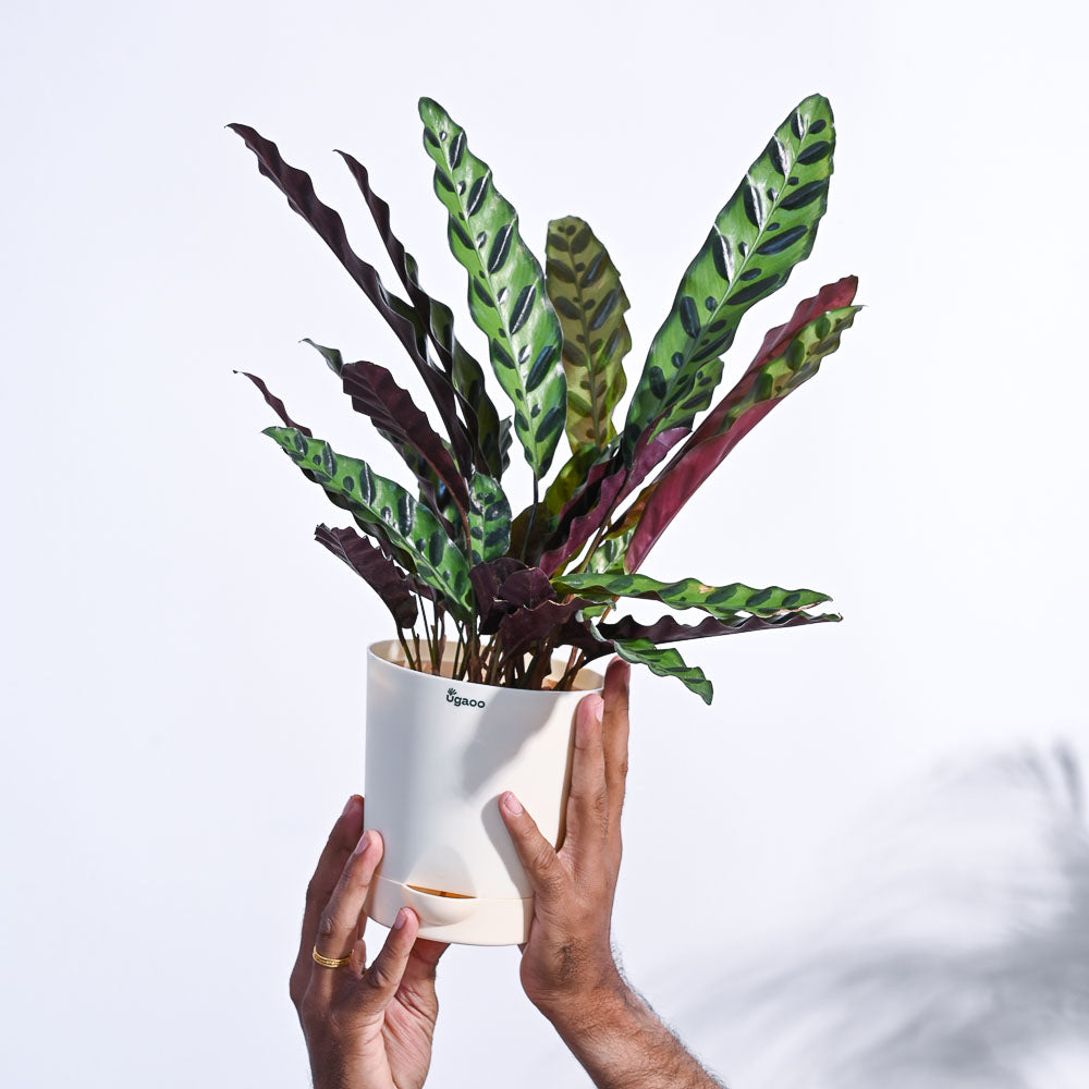 Ugaoo Calathea Rattlesnake Plant - view 68