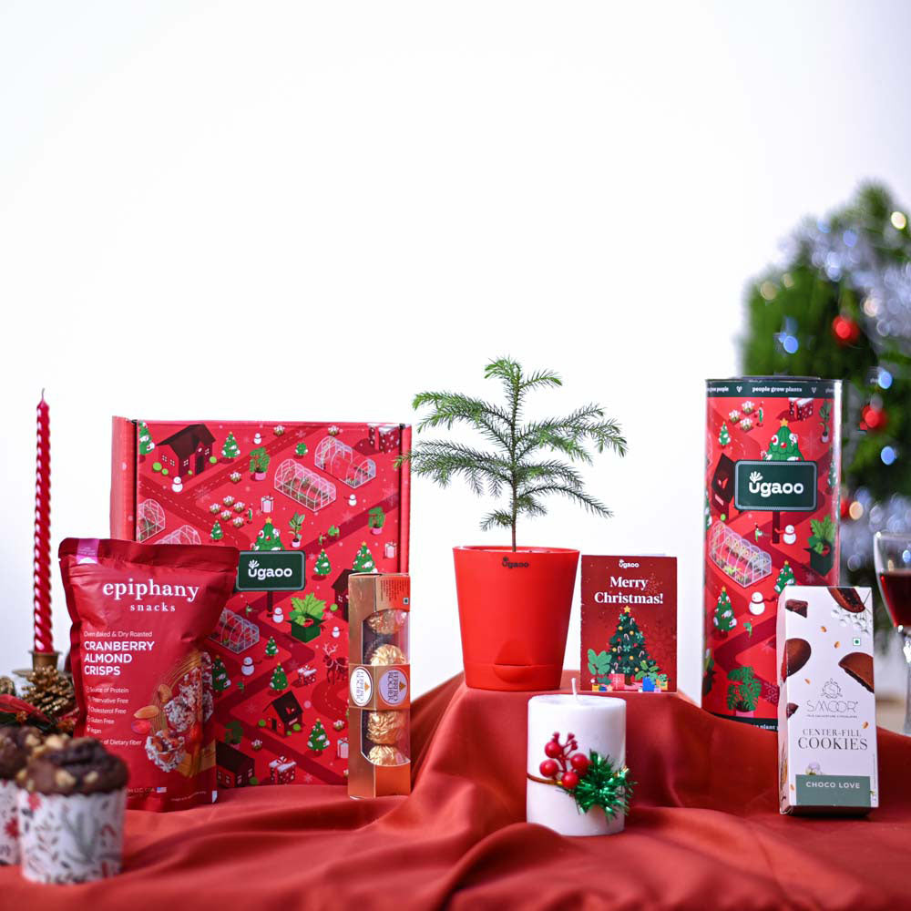Ugaoo Christmas tree Gift Hamper