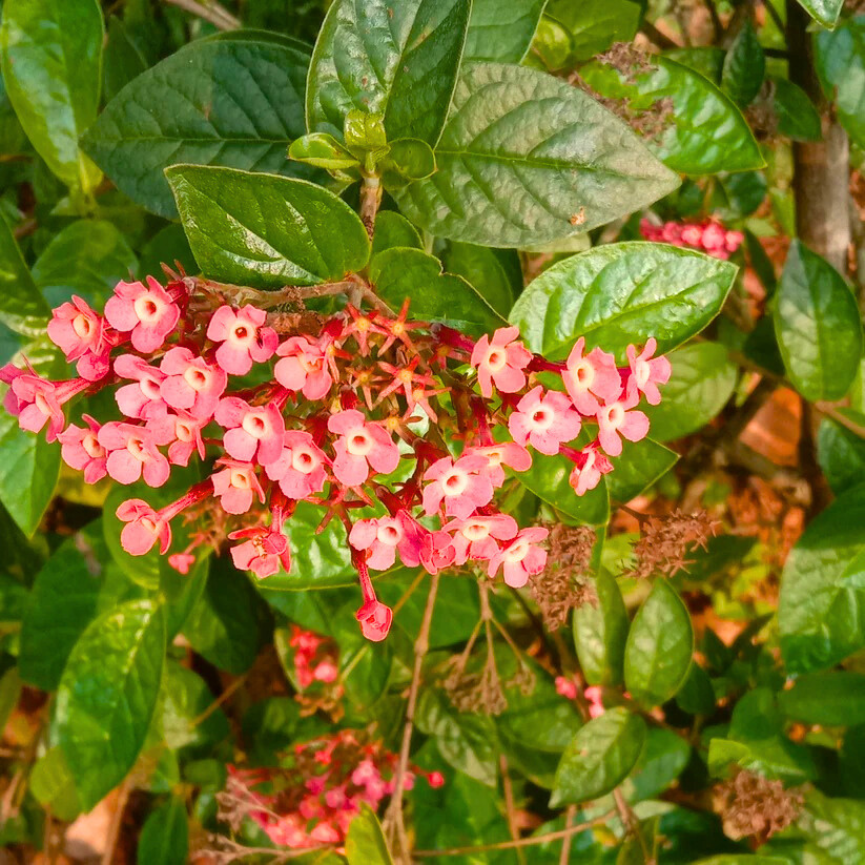 MR Pink Panama Rose (Arachnothryx leucophylla) All Time Flowering Live Plant - view 2