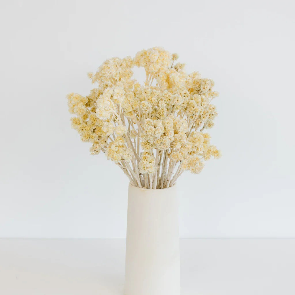 FiftyFlowers Bleached Dried Andean Asters