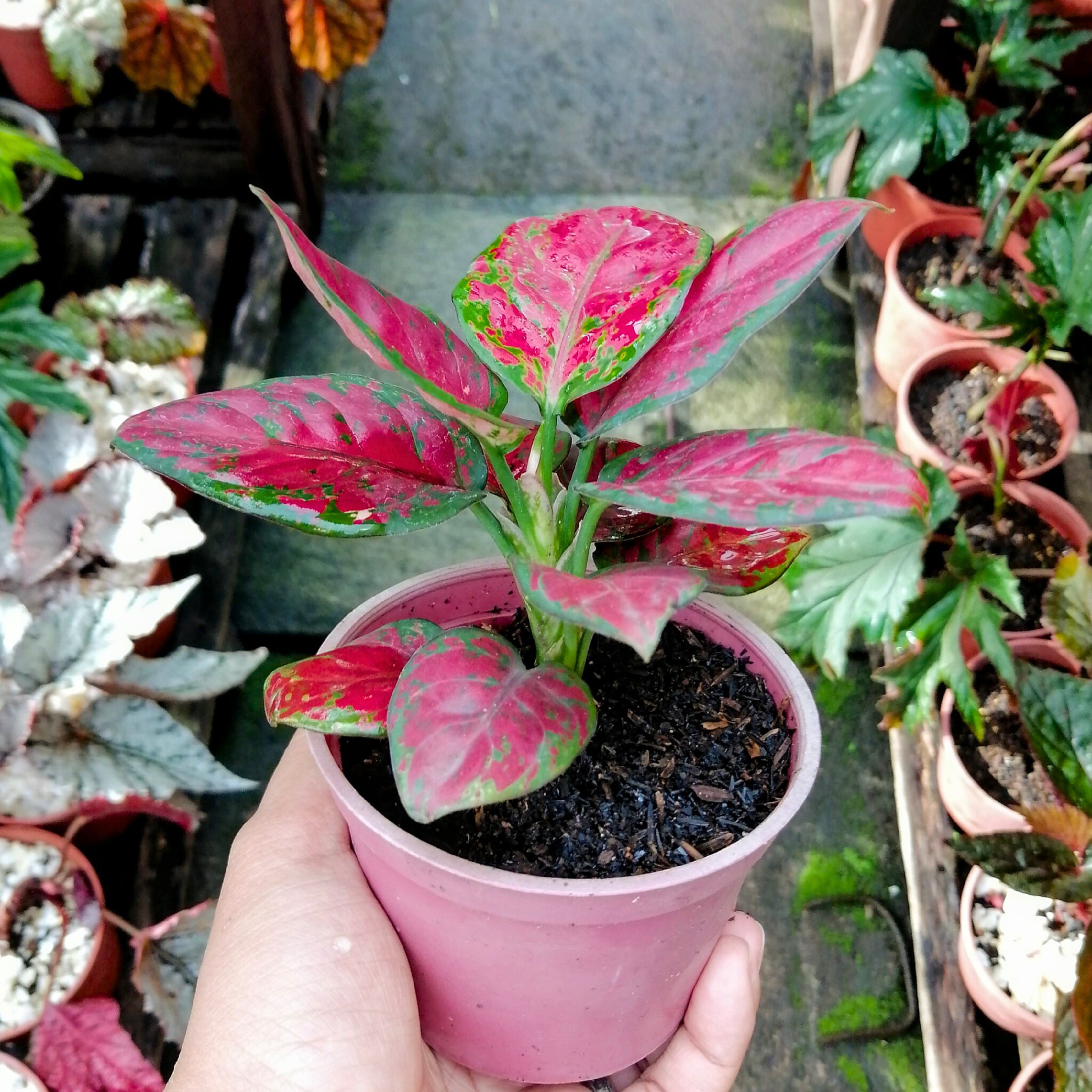 DZ Aglaonema Red Wine Indoor/Outdoor Live Plant