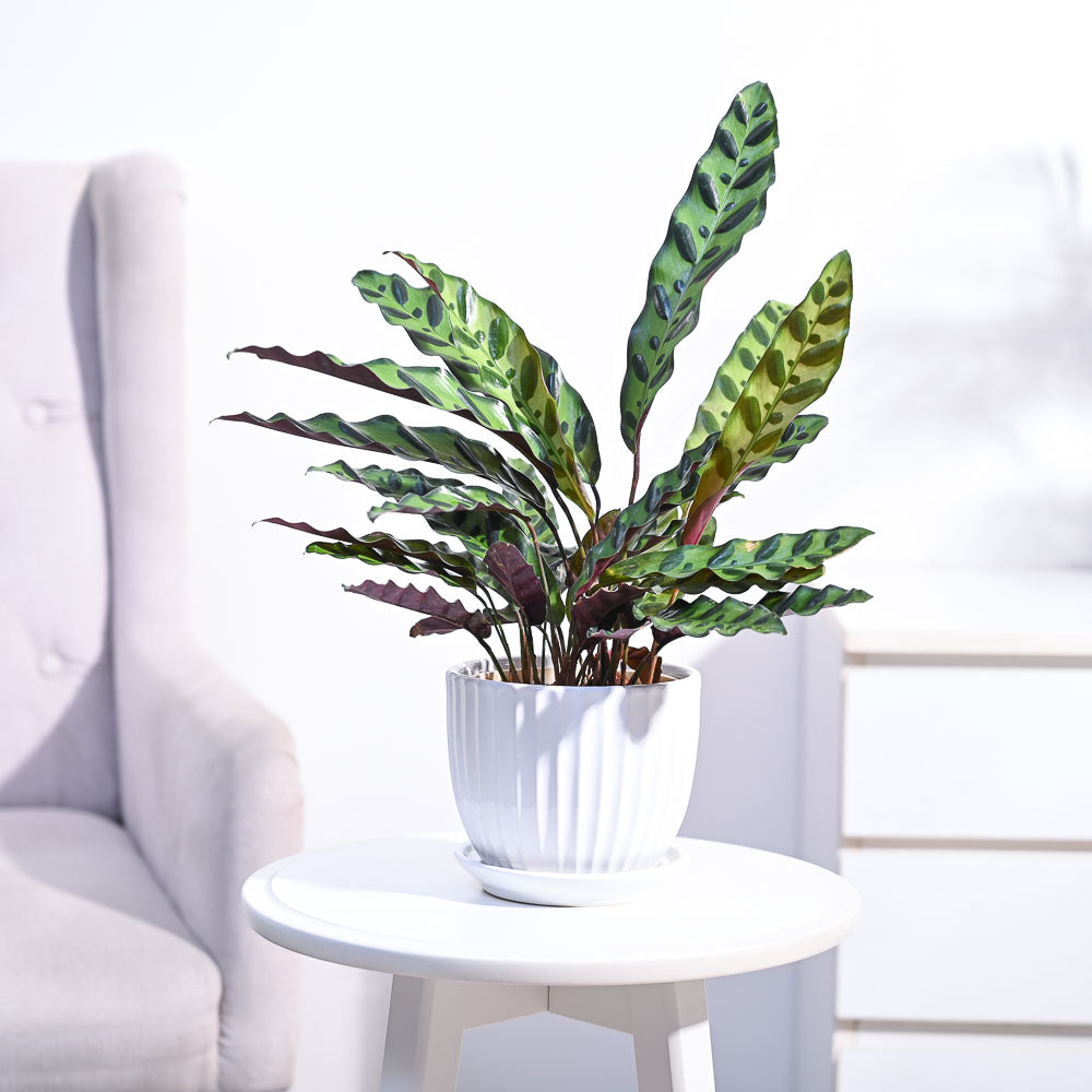 Ugaoo Calathea Rattlesnake Plant - view 37