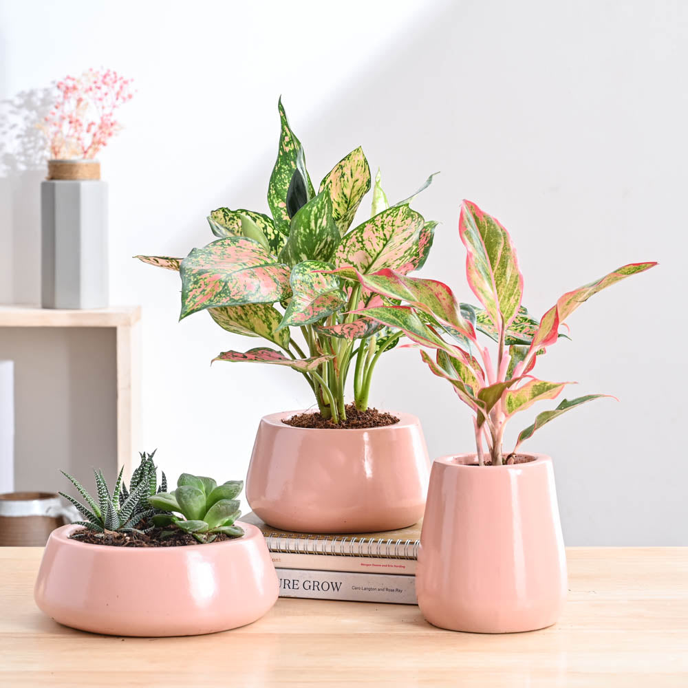 Ugaoo Tulip Fantasy Bundle - Light Pink