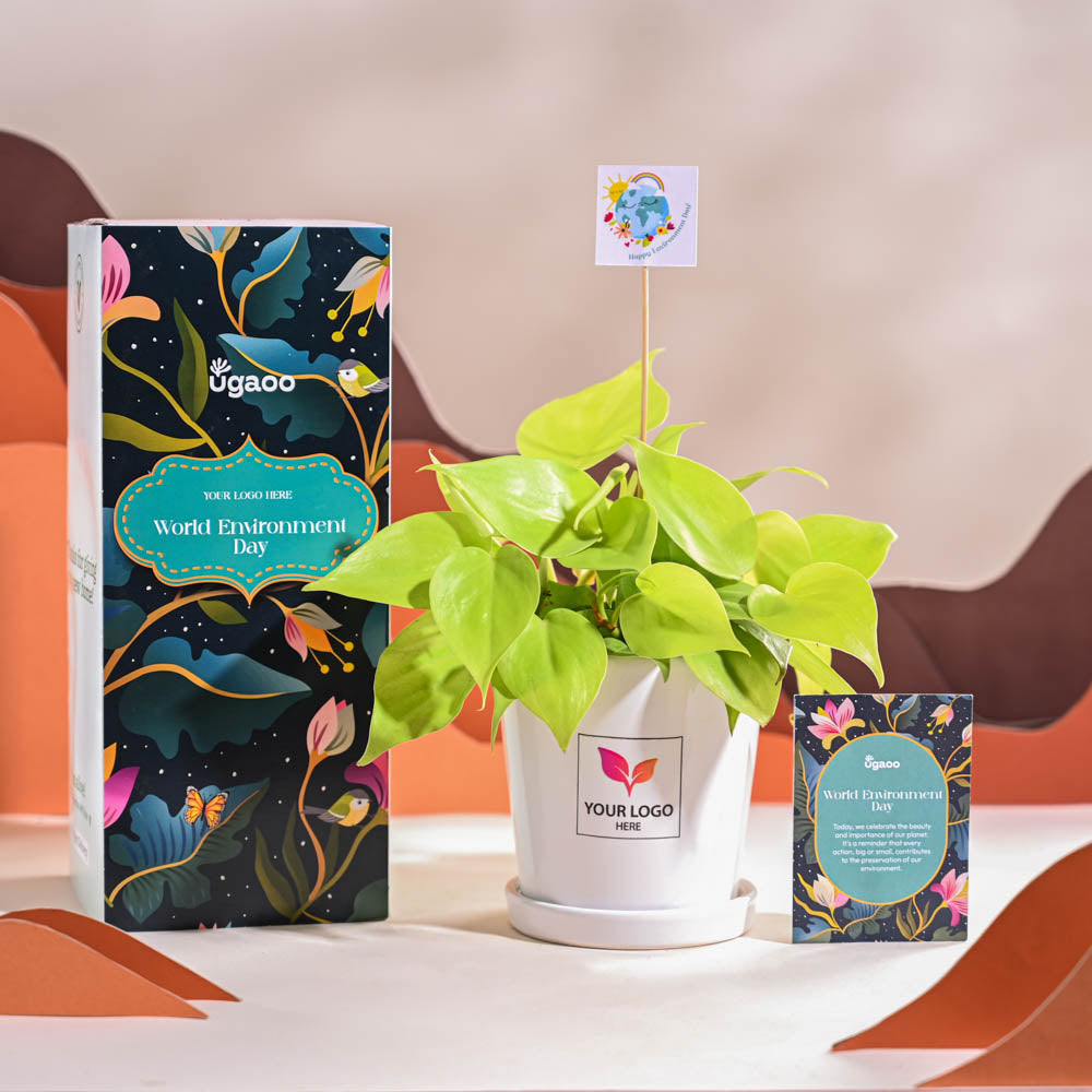 Ugaoo Philodendron Oxycardium Golden Plant For Environment Day Gifting - view 67