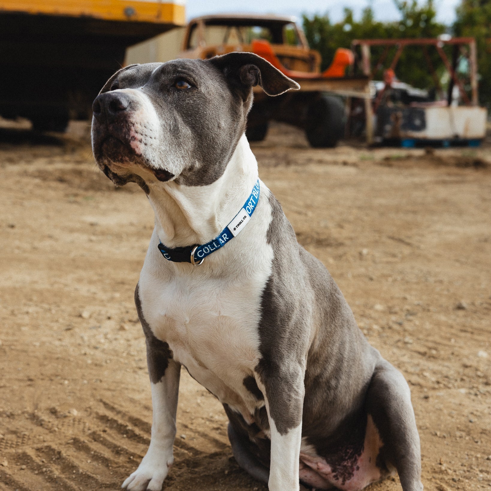 Radial SBC Heavy Duty Dog Collar – Blue - view 5