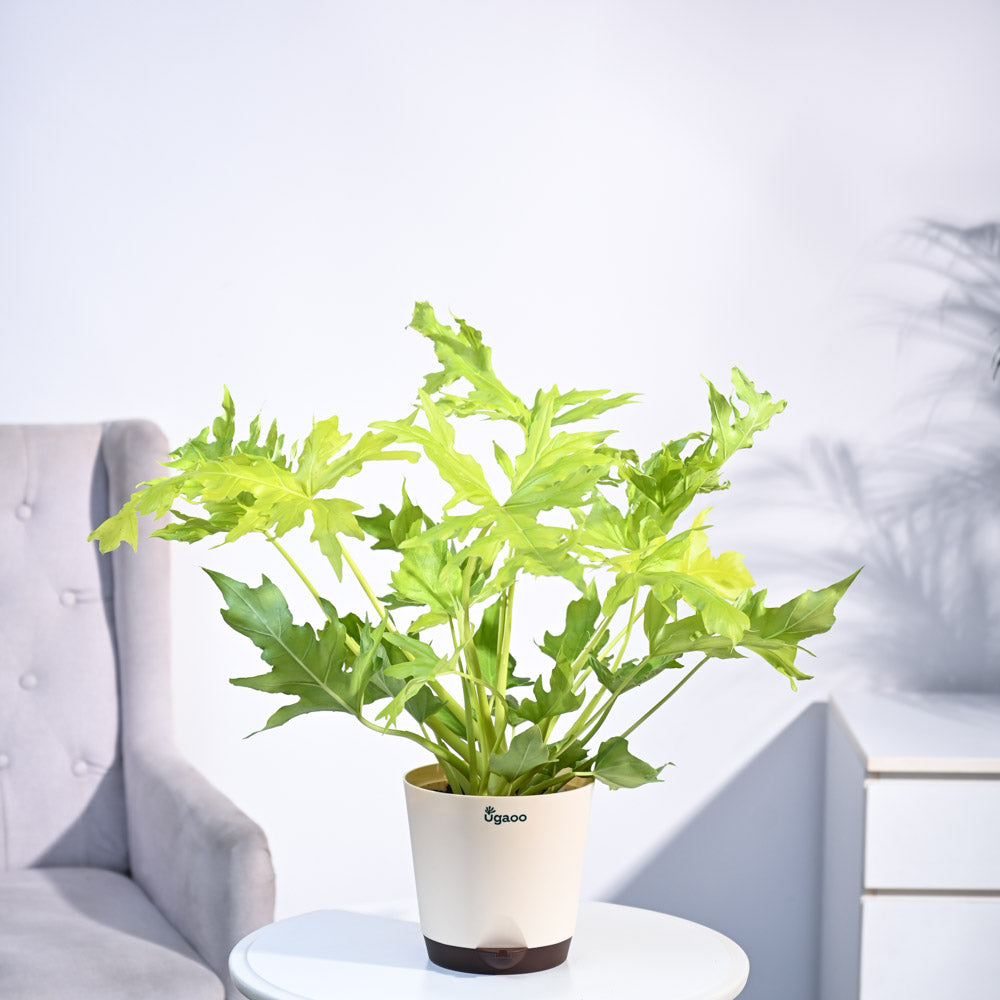 Ugaoo Philodendron Selloum Golden Plant - view 7