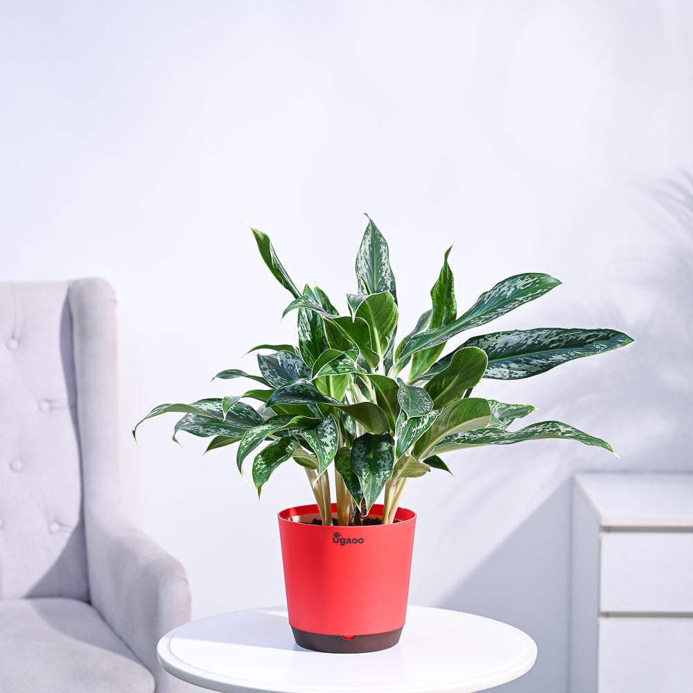 Ugaoo Aglaonema Queen Plant - view 27