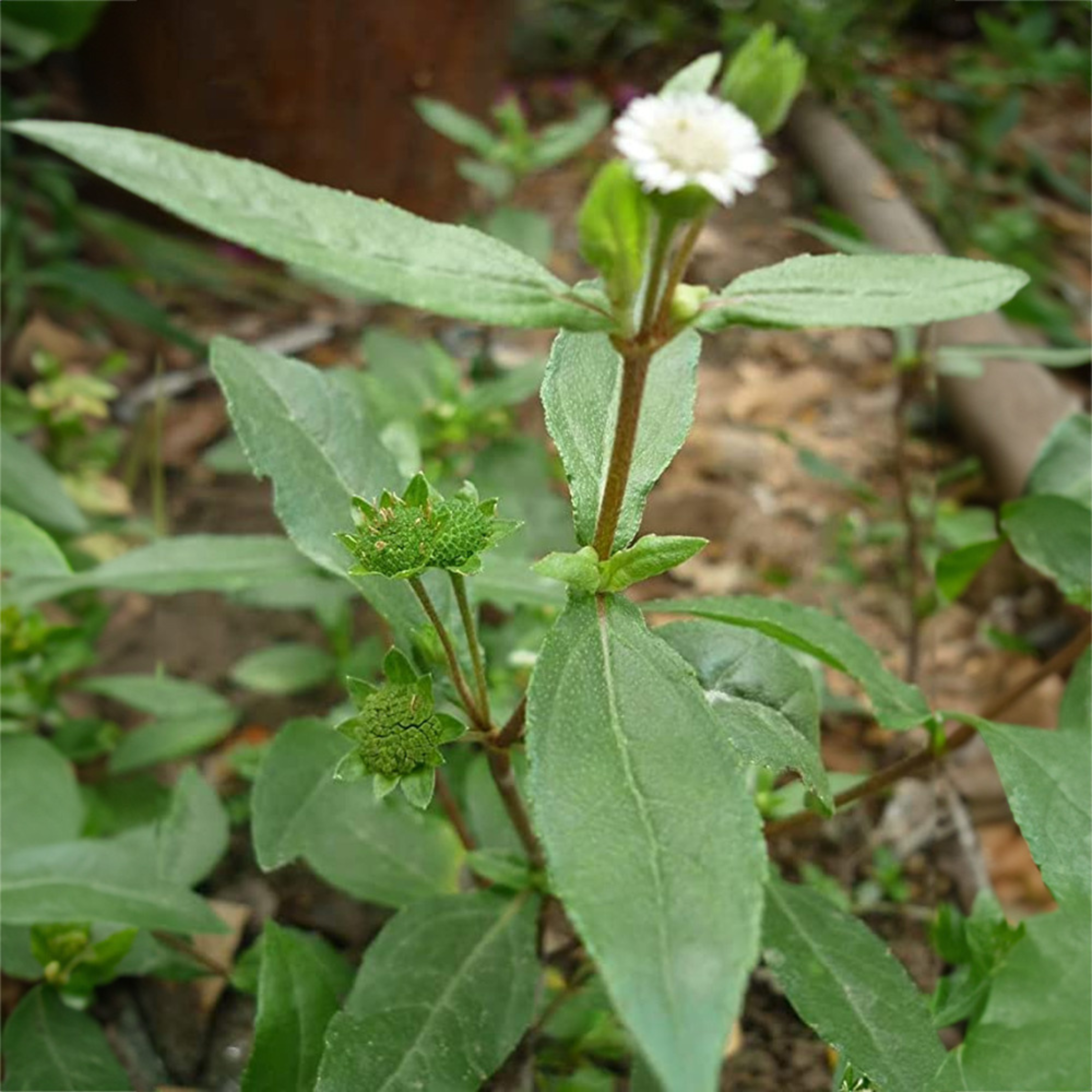 DZ Bhringraj / False Daisy (Eclipta prostrata) Medicinal Live Plant