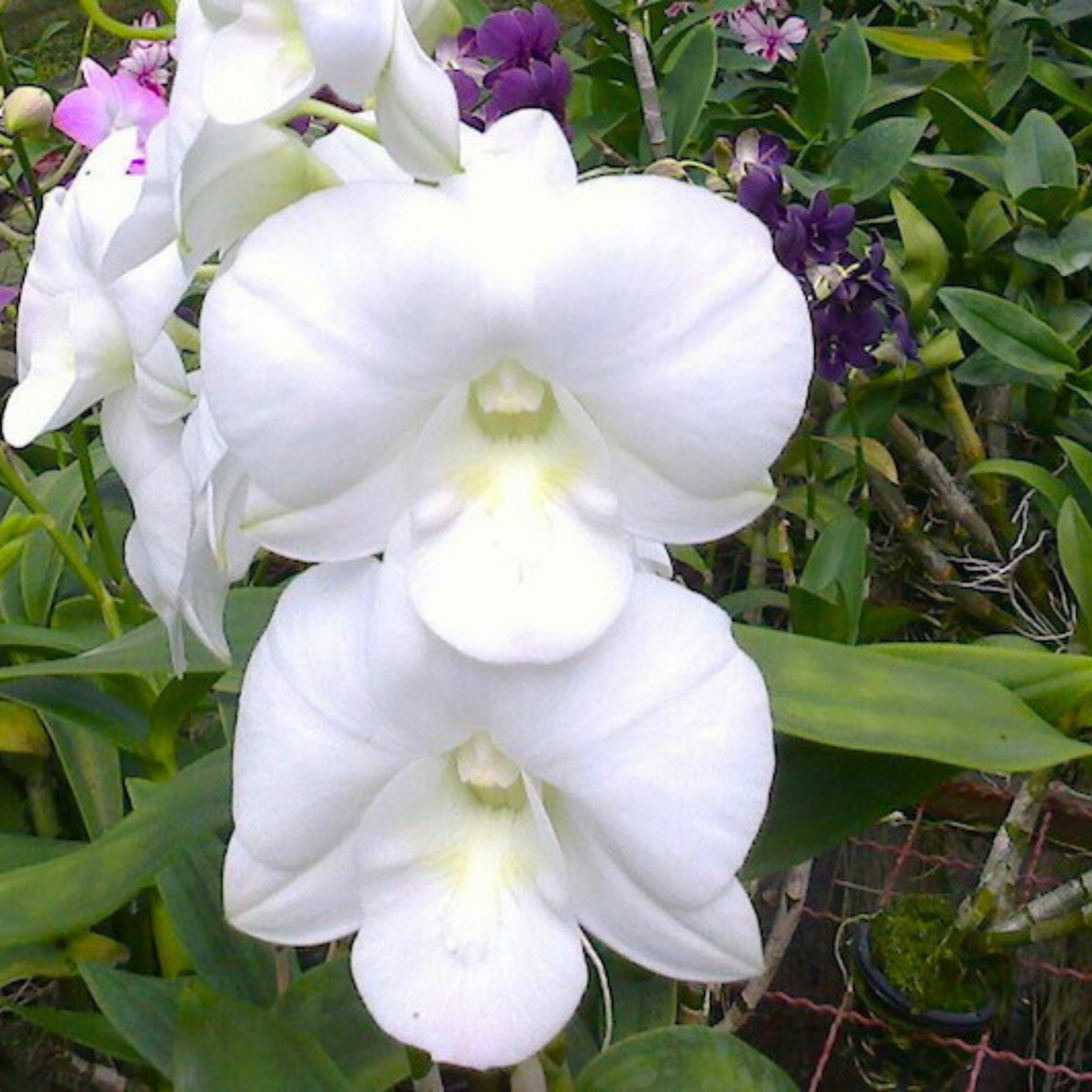 DZ Dendrobium Kanjana White