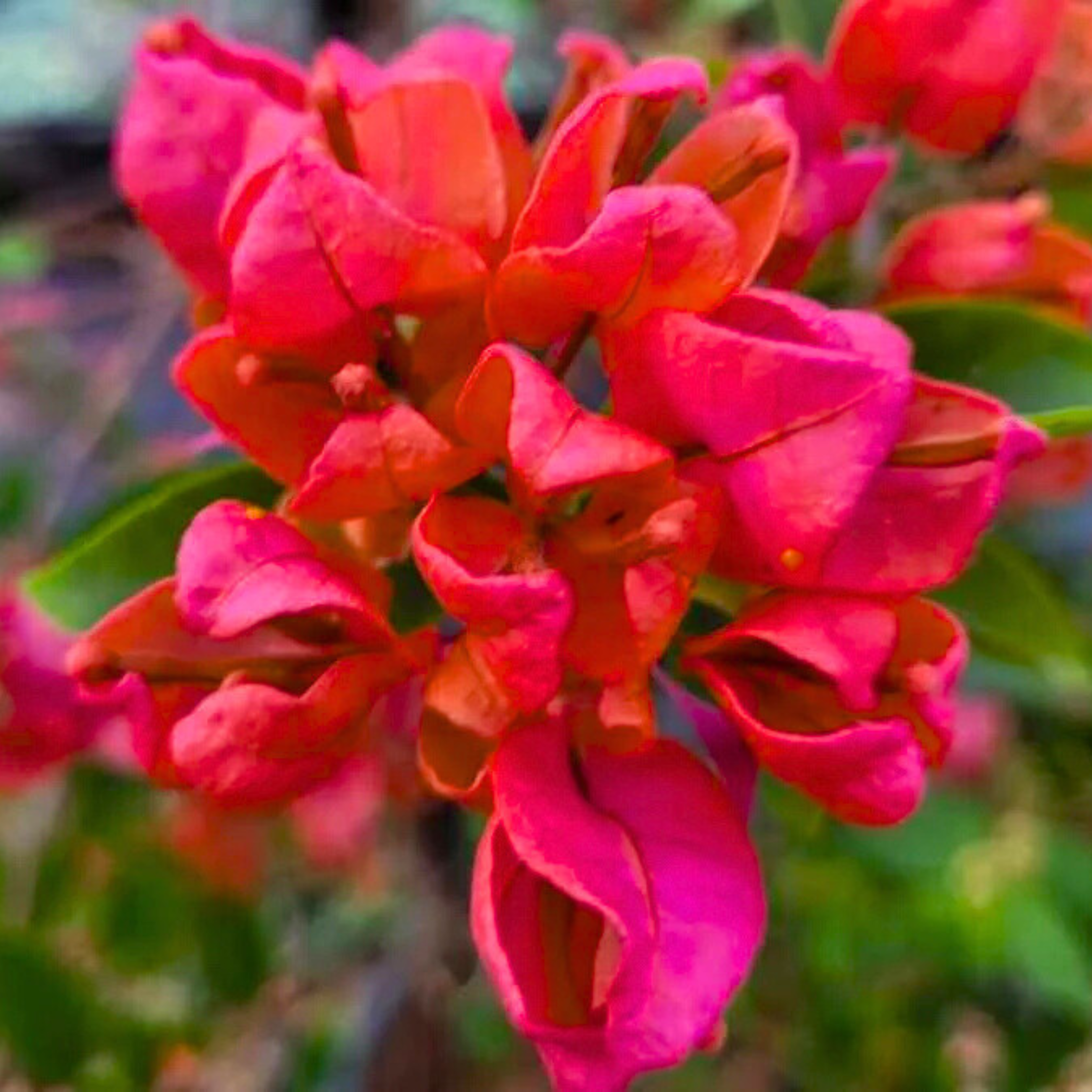 DZ Bougainvillea Tanglong Red (Paper Flower) Rare Flowering Live Plant