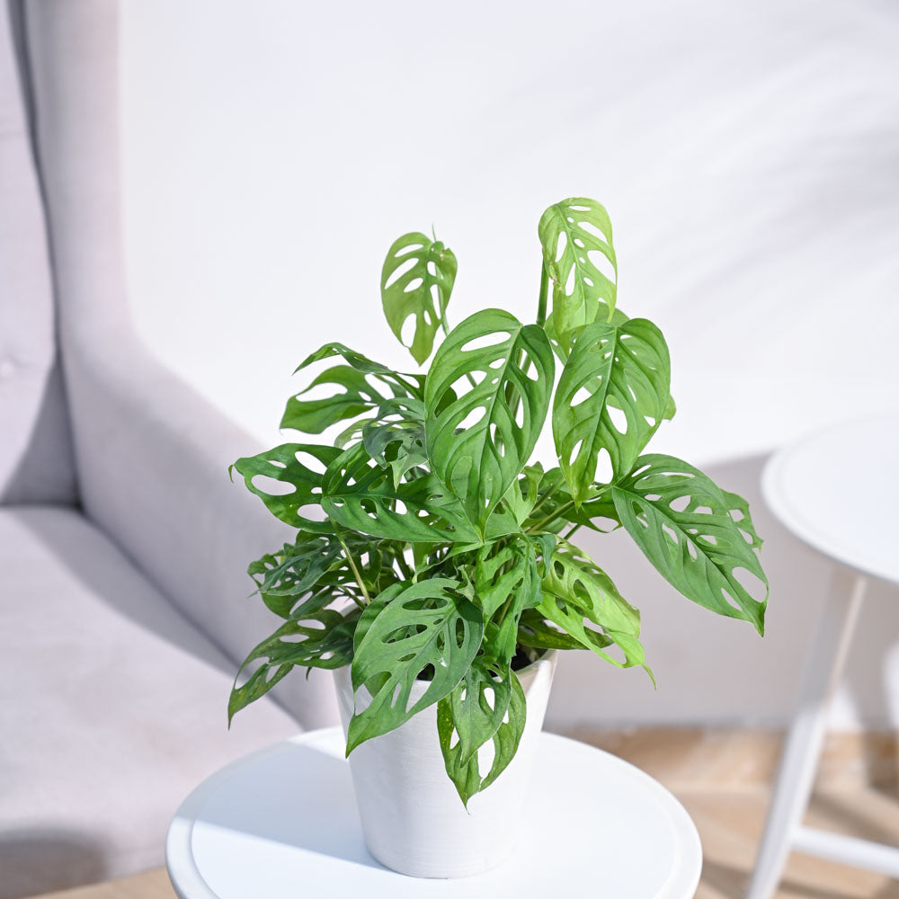 Ugaoo Broken Heart Plant - view 106
