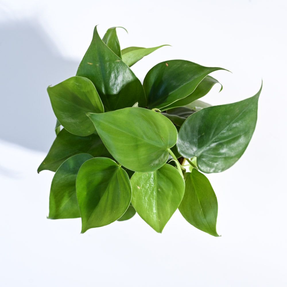 Ugaoo Philodendron Oxycardium Green Plant with GroPot - view 5