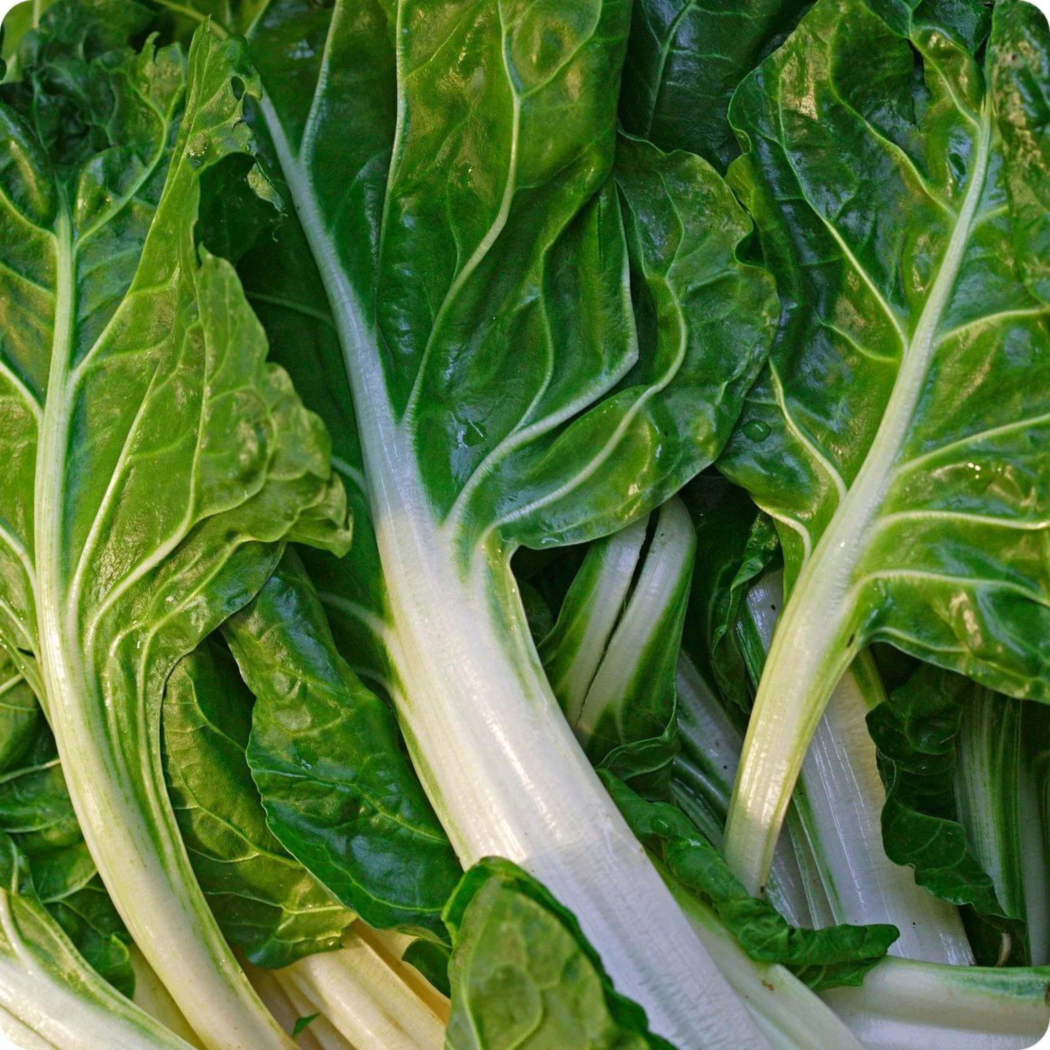 Seed2Plant Organic Swiss Chard (स्विस चार्ड के बीज) Seeds - Open Pollinated - view 2