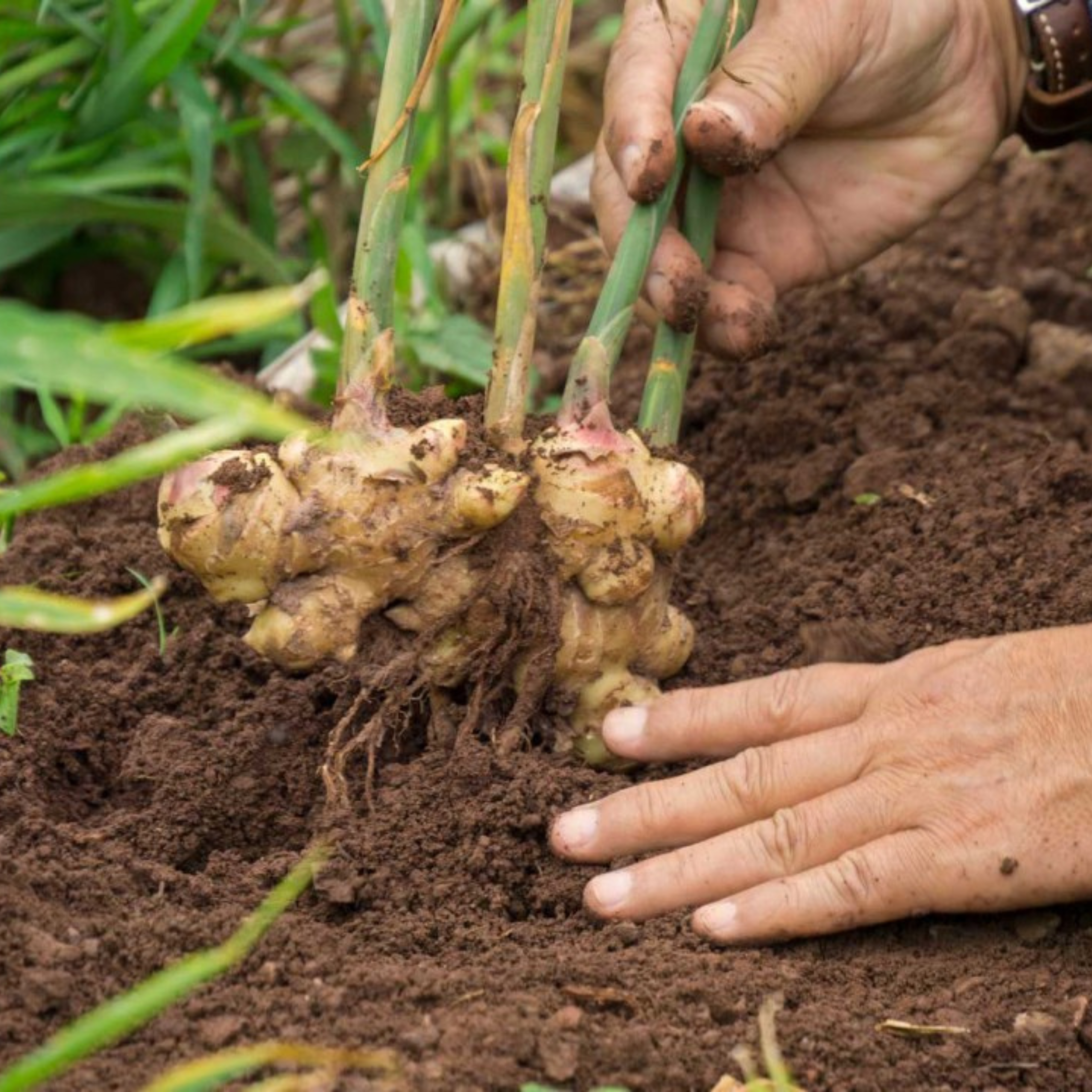 MR Ginger/अदरक (Zingiber officinale) Spice Plant