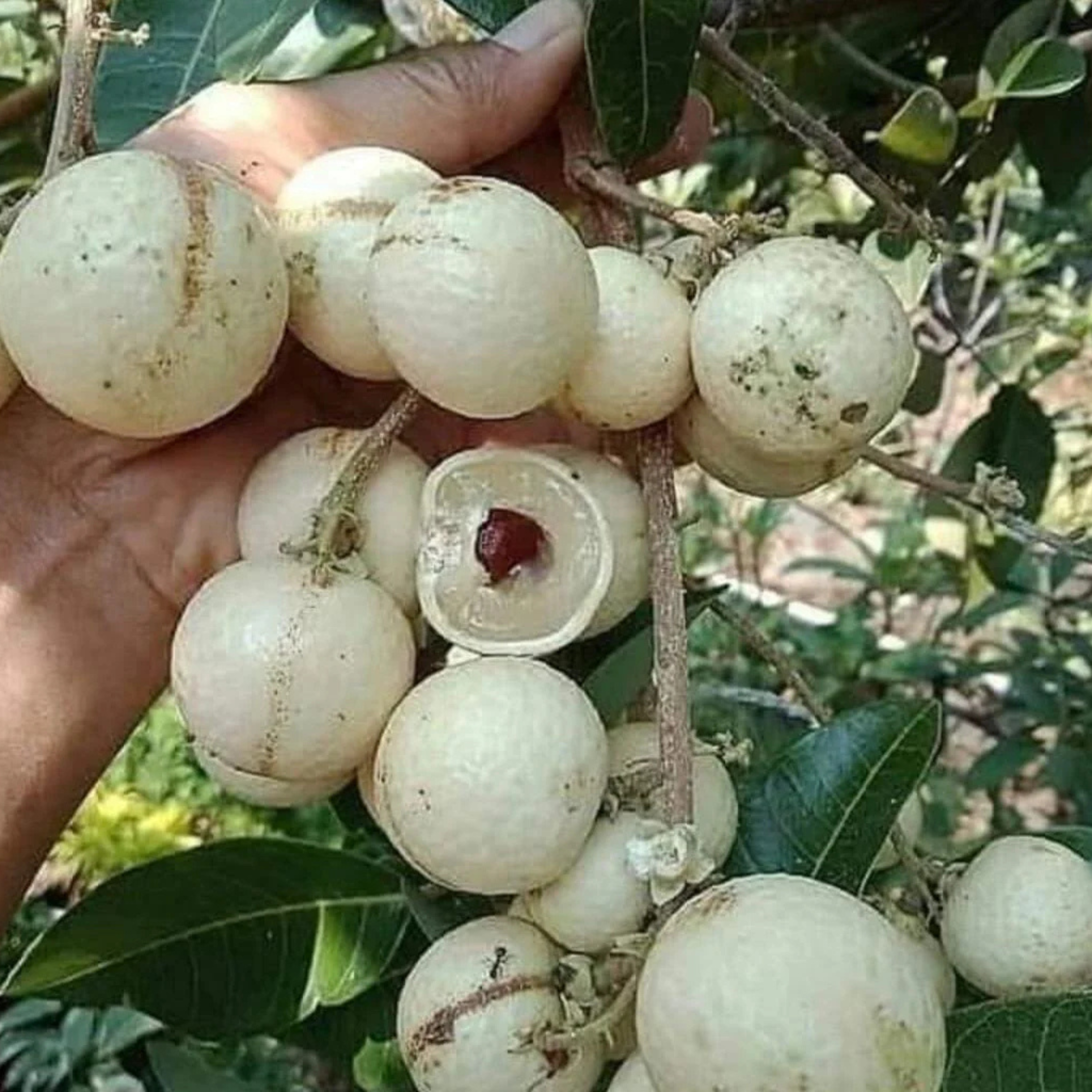 VL White Longan (Dimocarpus longan) Live Plant - view 2